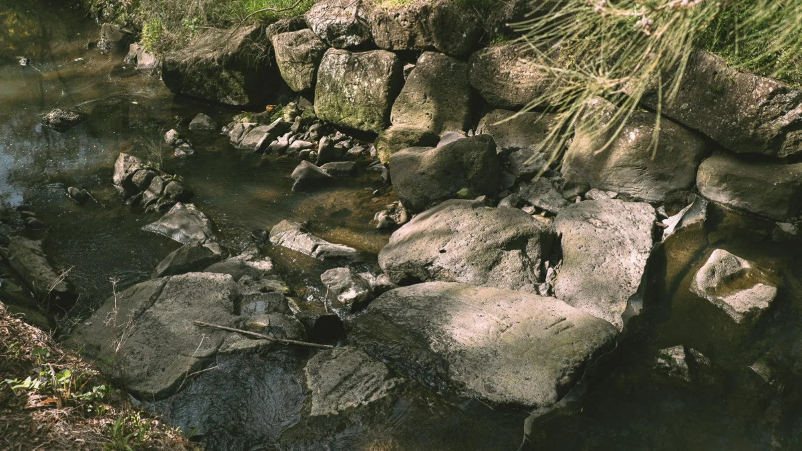 🧪 WaterWatch - Help monitor the health of Mullum Mullum Creek