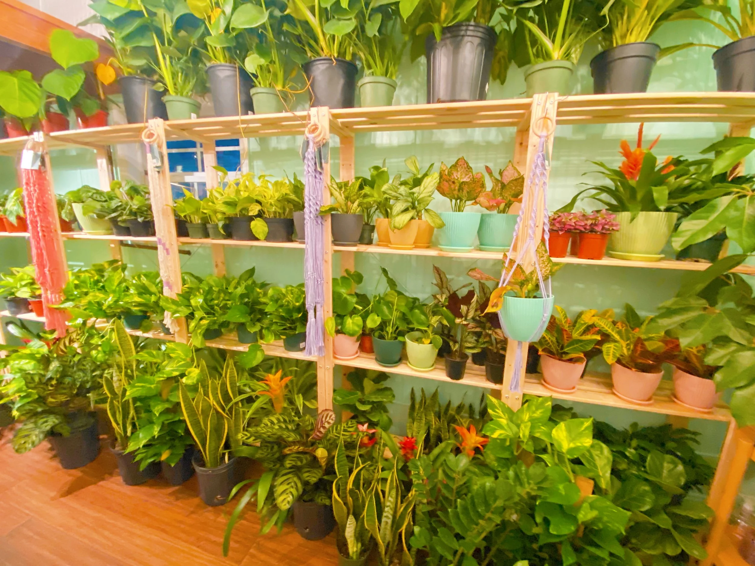 Shop Aesthetic - Flora Fern