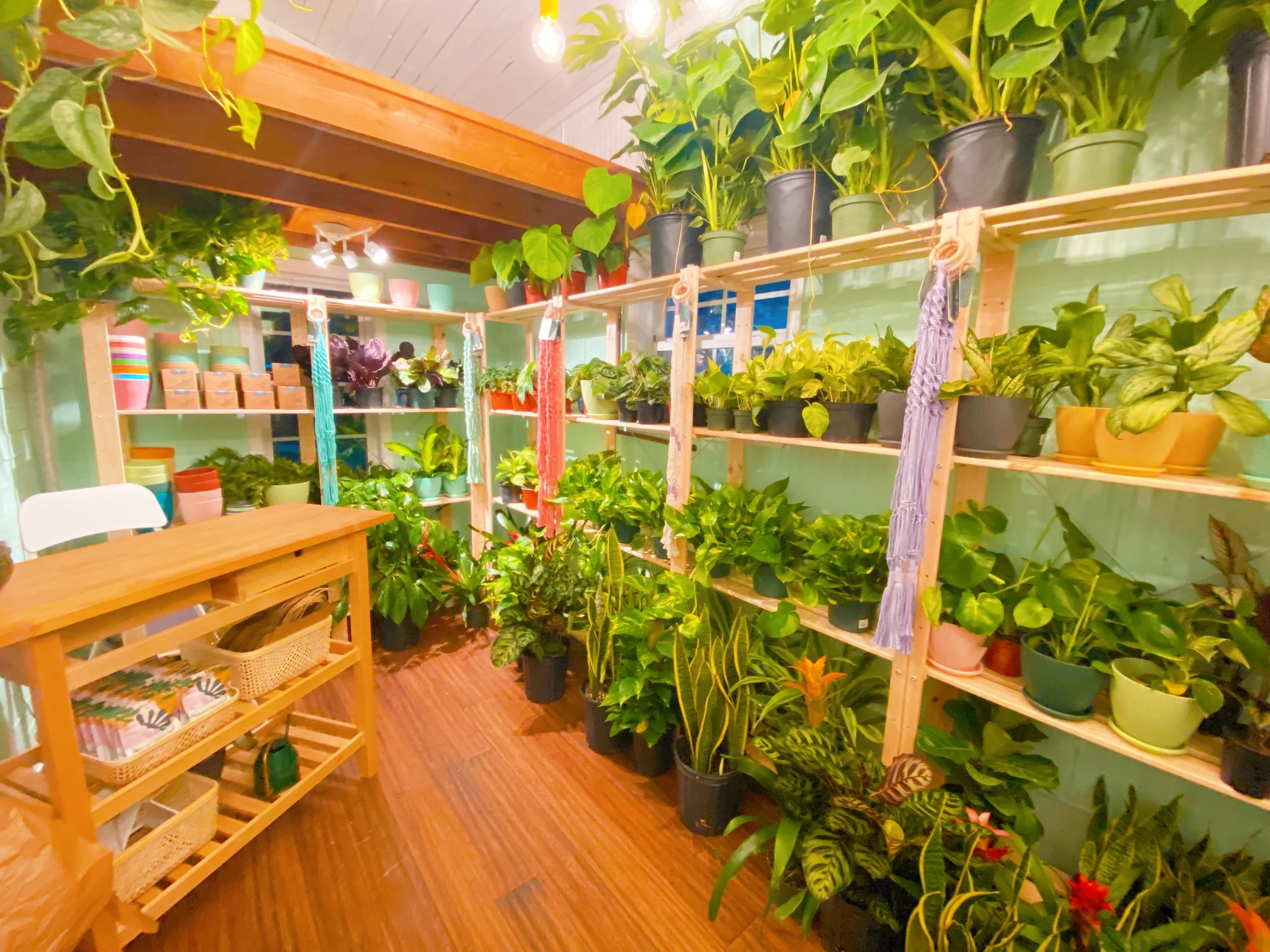 Shop Aesthetic - Flora Fern