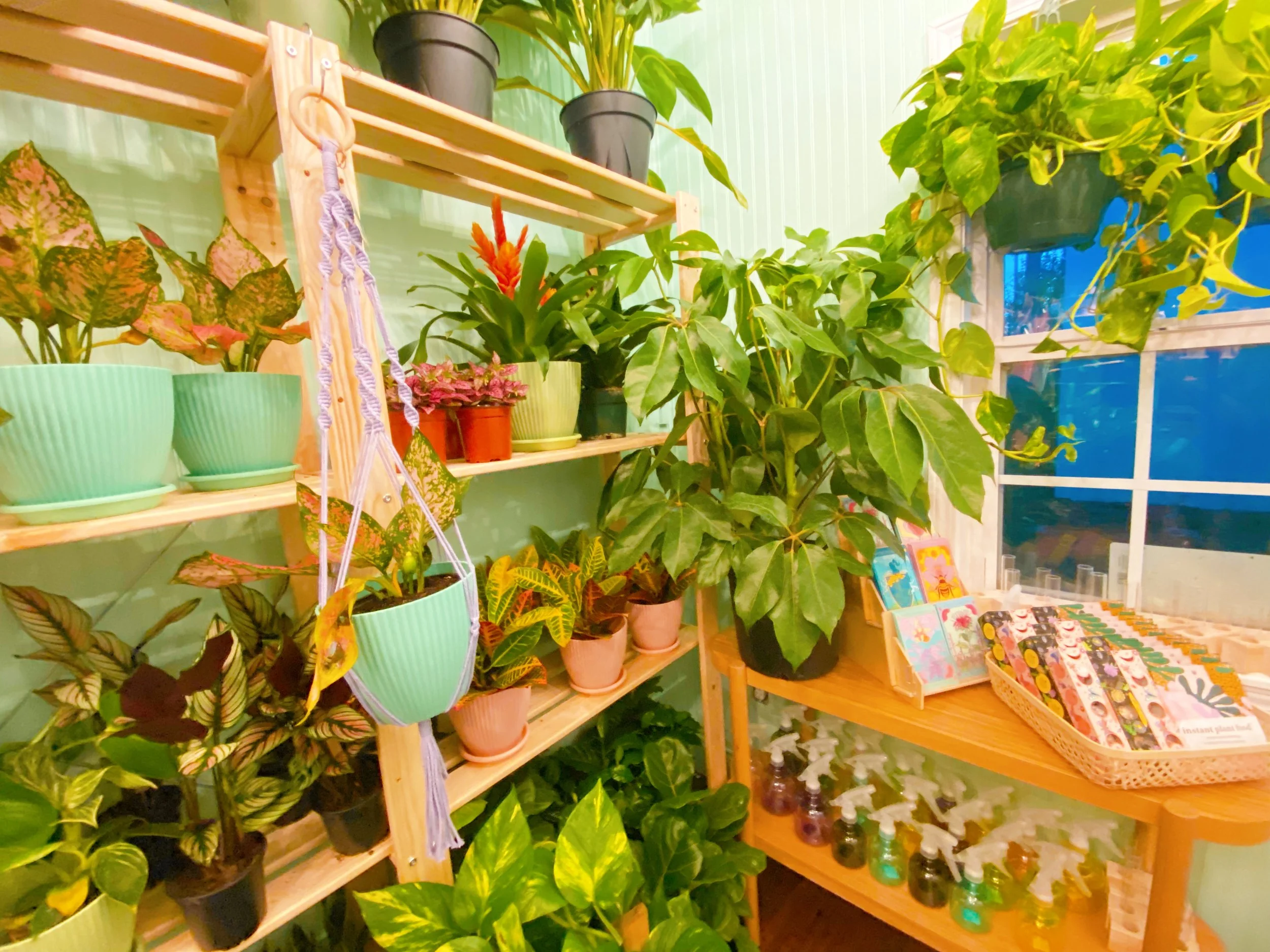 Shop Aesthetic - Flora Fern