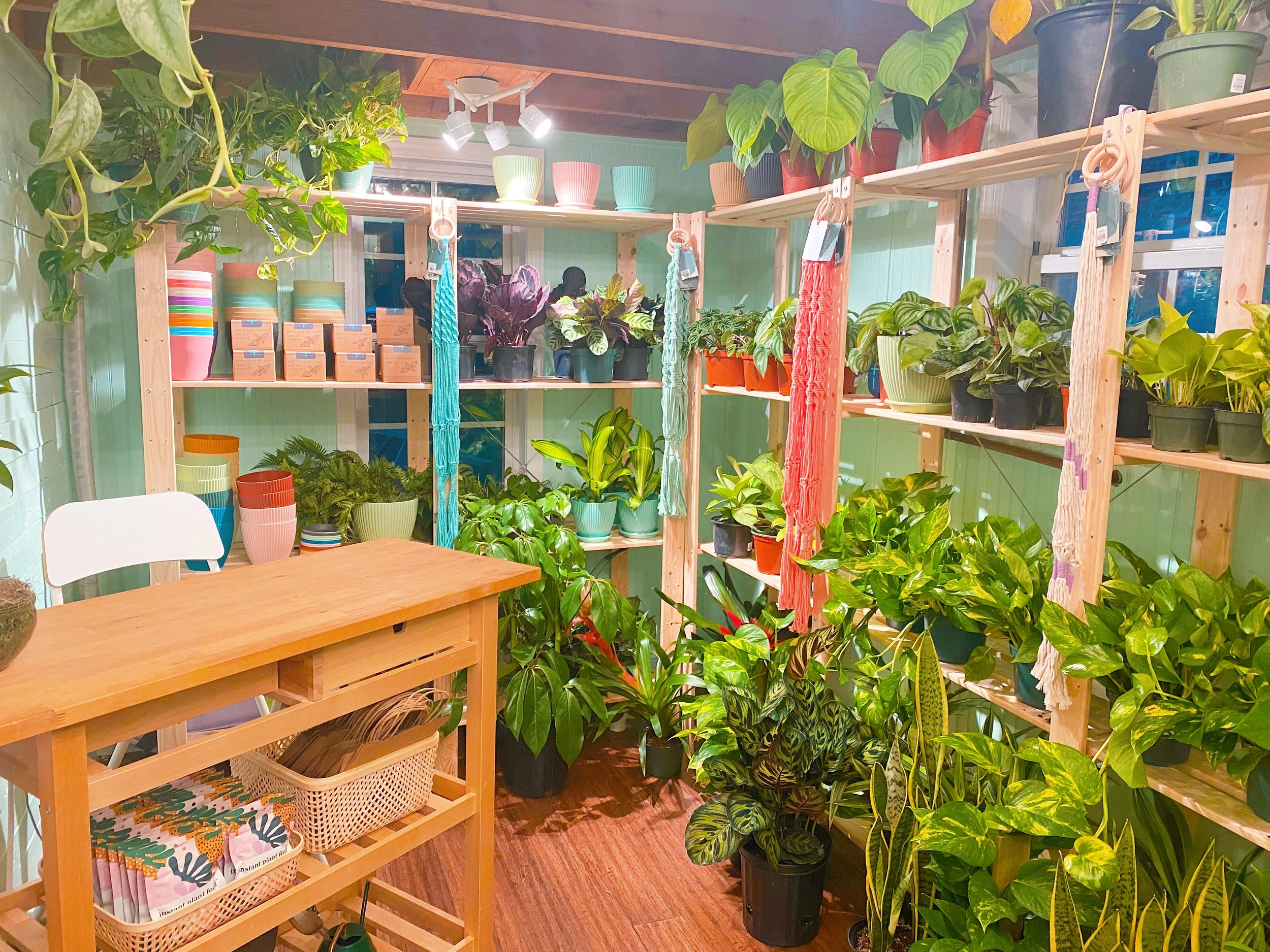 Interior of a plant shop showcasing various potted plants on wooden shelves and floors, with some colorful plant pots and hanging textiles.