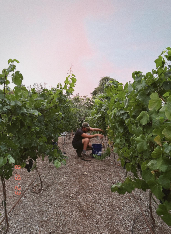 Person crouched in a vineyard, inspecting grapevines, with a blue bucket nearby, under a colorful sky.
