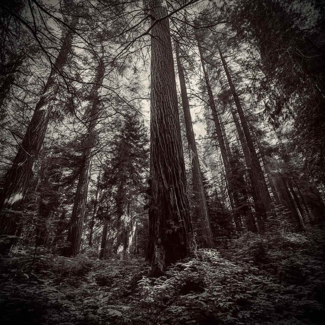 AI-generated black and white illustration of an old-growth forest with tall, towering trees and dense overgrowth.