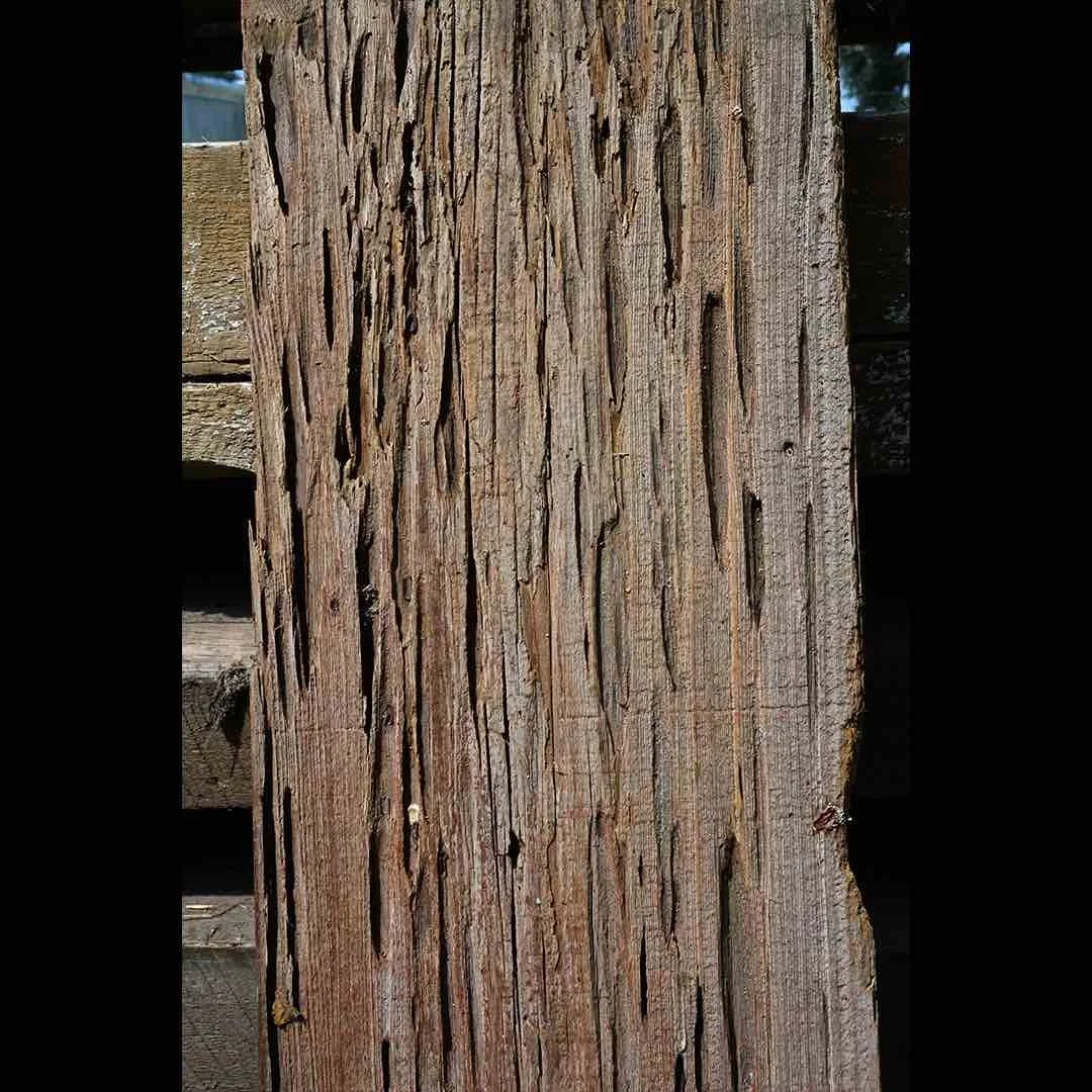 Thumbnail of antique reclaimed pecky cypress board with distinctive natural voids and patterns, showcasing unique aged texture and rustic character.