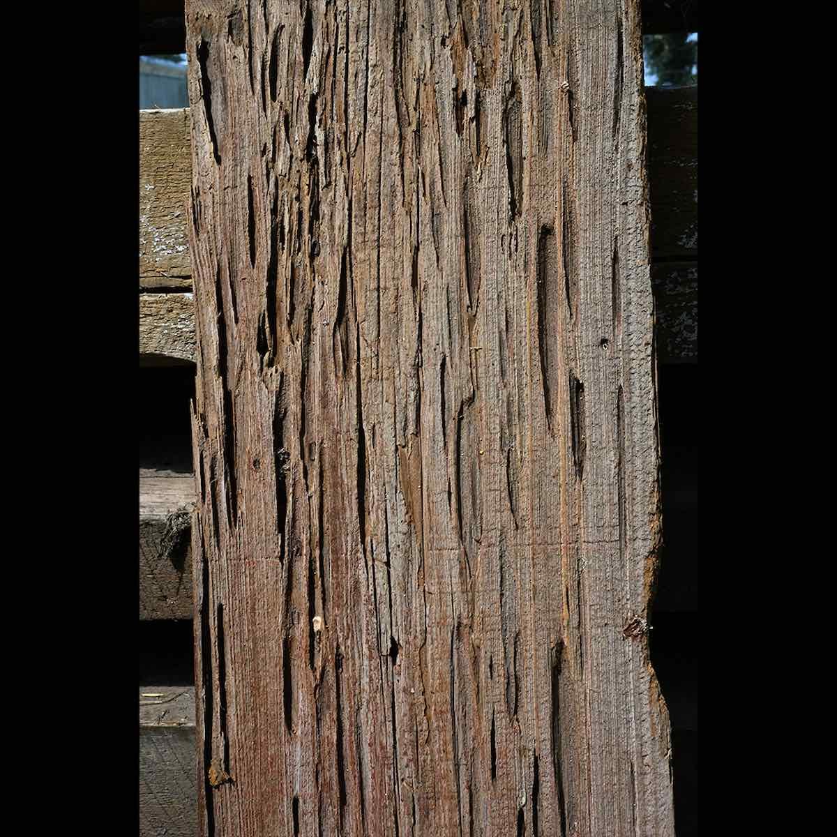 Antique reclaimed pecky cypress board with distinctive natural voids and patterns, showcasing unique aged texture and rustic character.