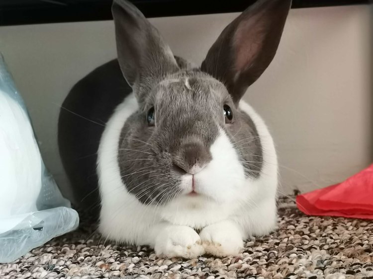 Pampam the rabbit, SEESALT’s mascot