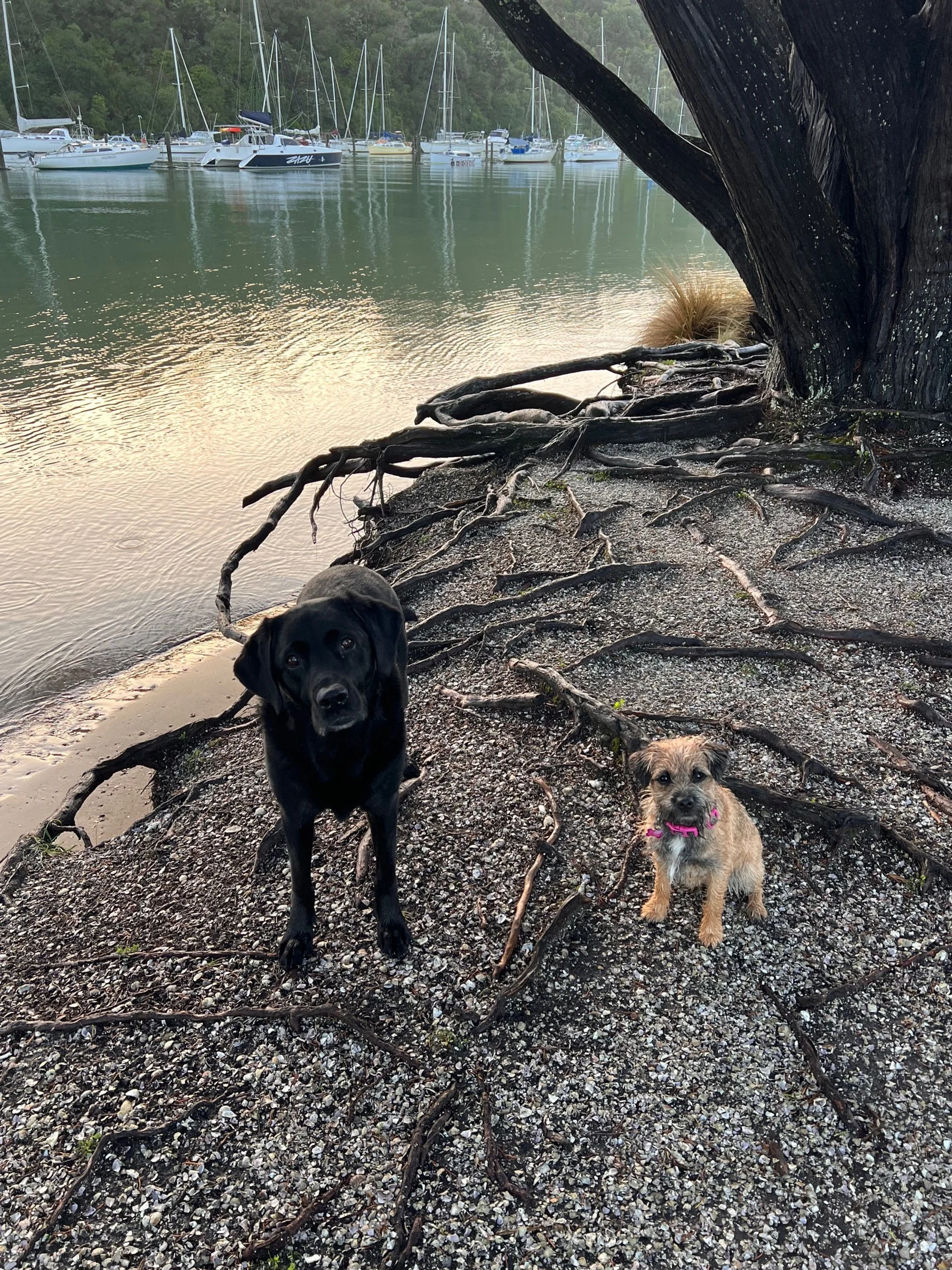 Two dogs sitting on a rocky, root-covered shoreline near a tree by a calm marina with boats and sailboats in the background.