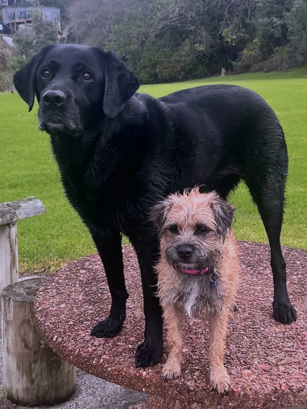 Two dogs, one large black Labrador Retriever and a smaller light brown, wet, scruffy dog, standing on a granite table outdoors with a grassy yard and trees in the background.
