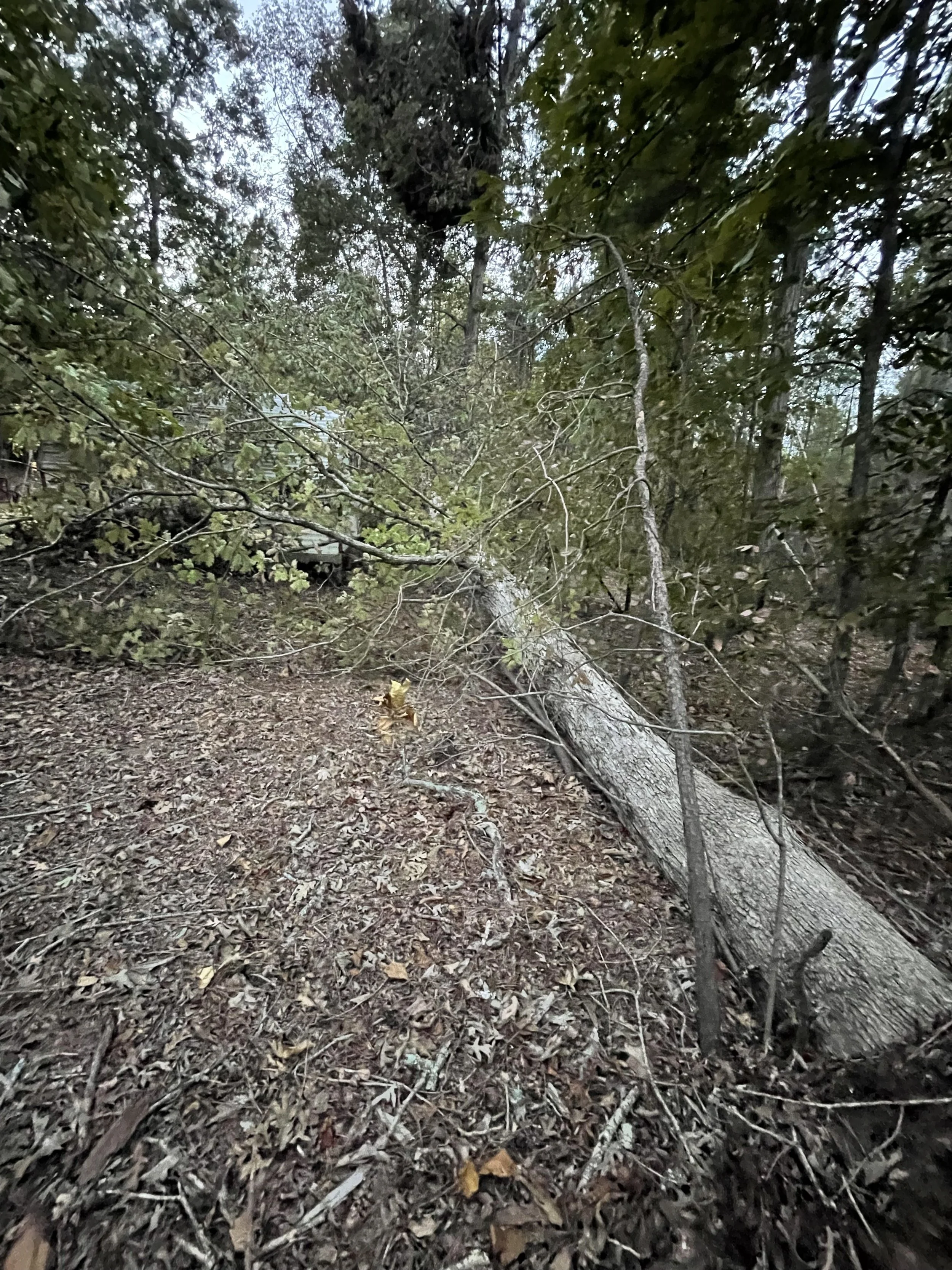 IMG_2013.jpeg