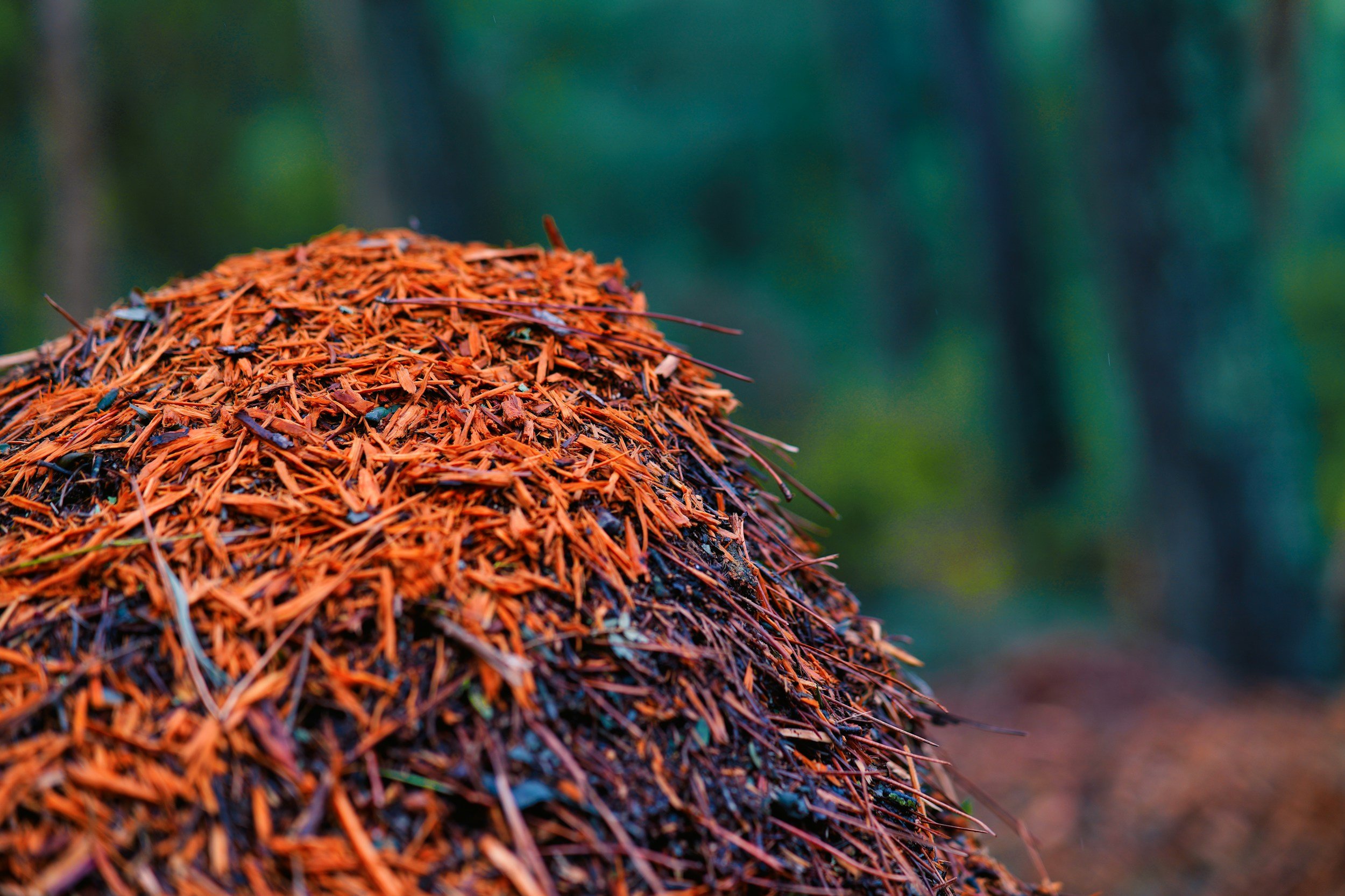 Close-up of a pile of reddish-brown pine needles in a forest.