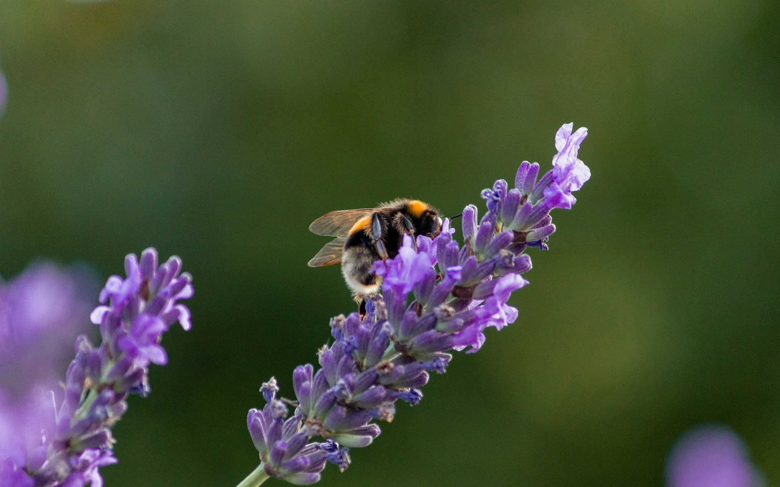 A bee collecting nectar from a lavender flower.