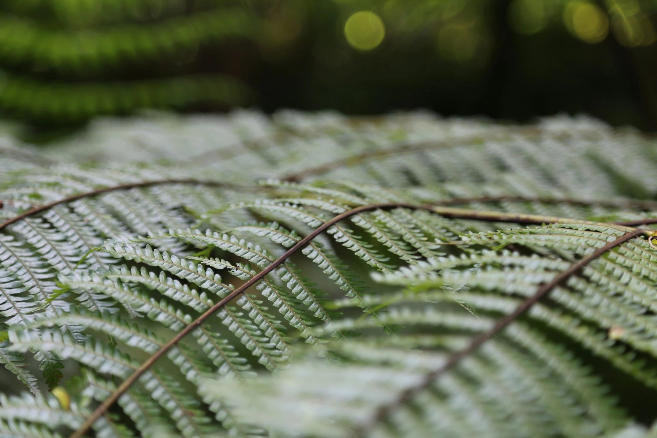 Close-up of green fern leaves with intricate vein patterns, blurry background with green foliage.