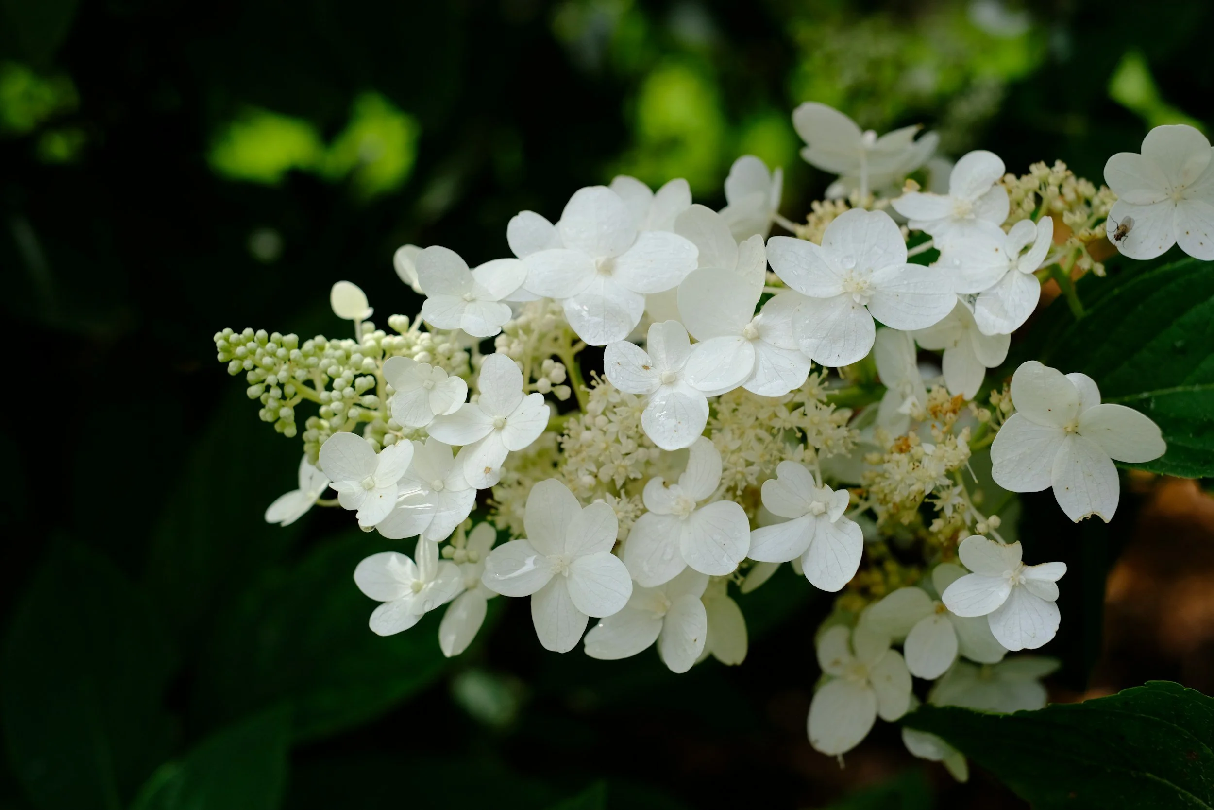 White hydrangea flowers in bloom with dark green leaves in background