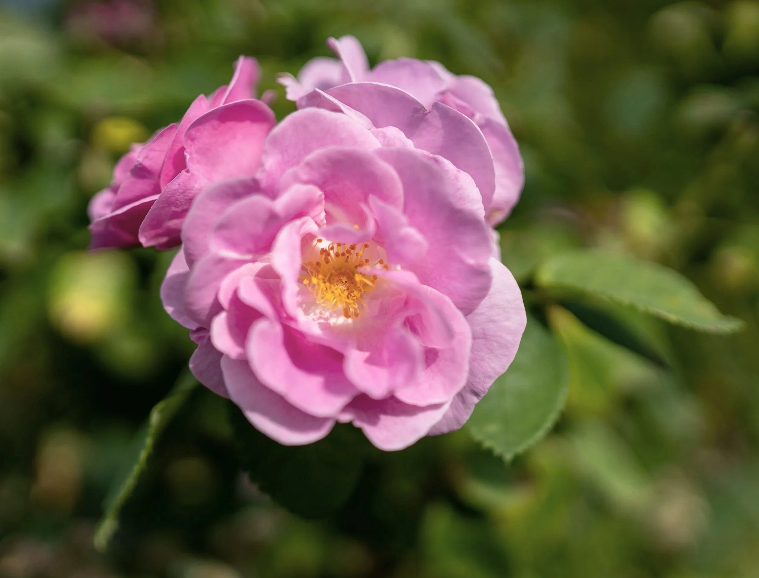 Close-up of a pink flower with yellow stamens, surrounded by green leaves.