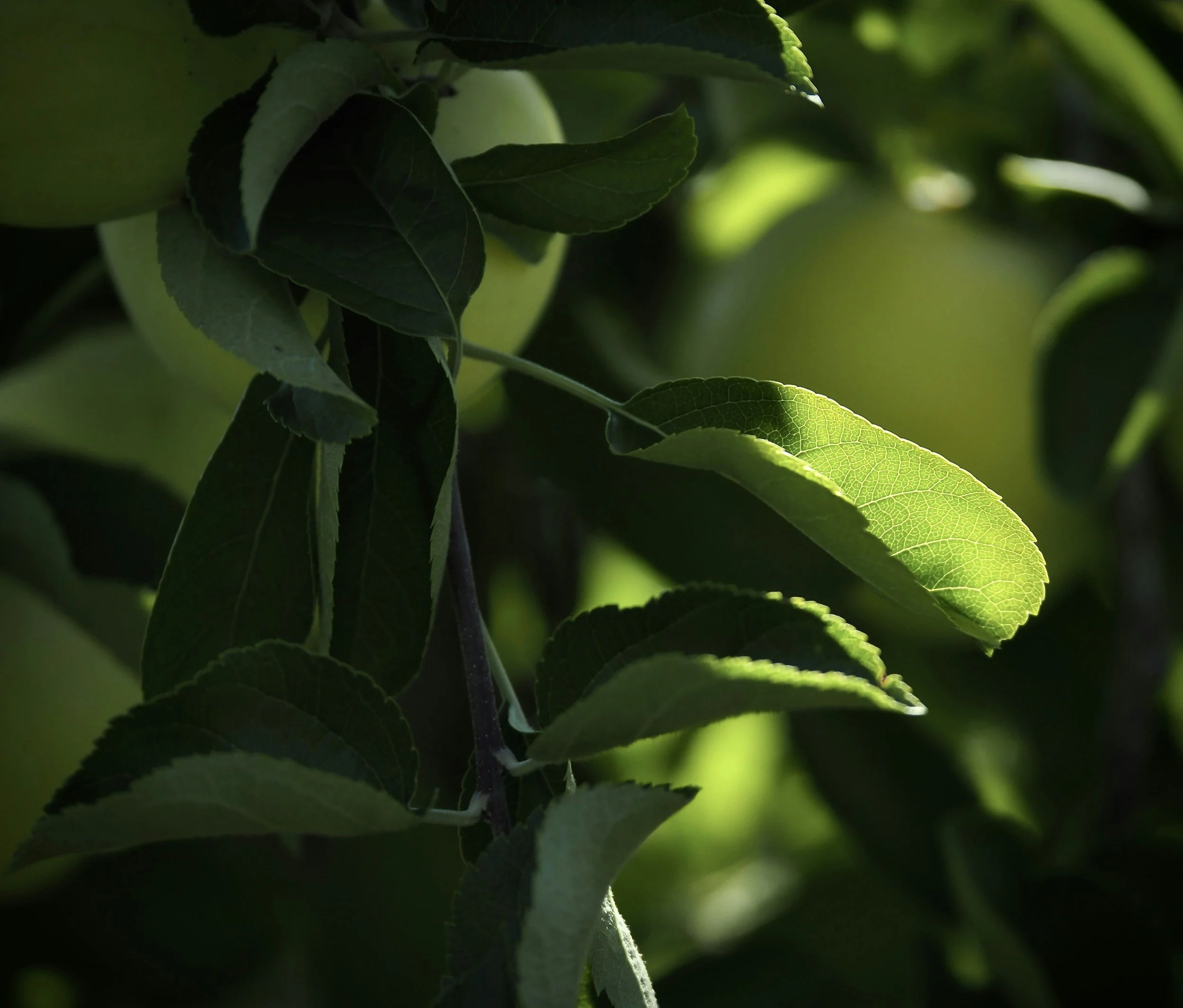 Close-up of green leaves on a tree, illuminated by sunlight with a blurred background.