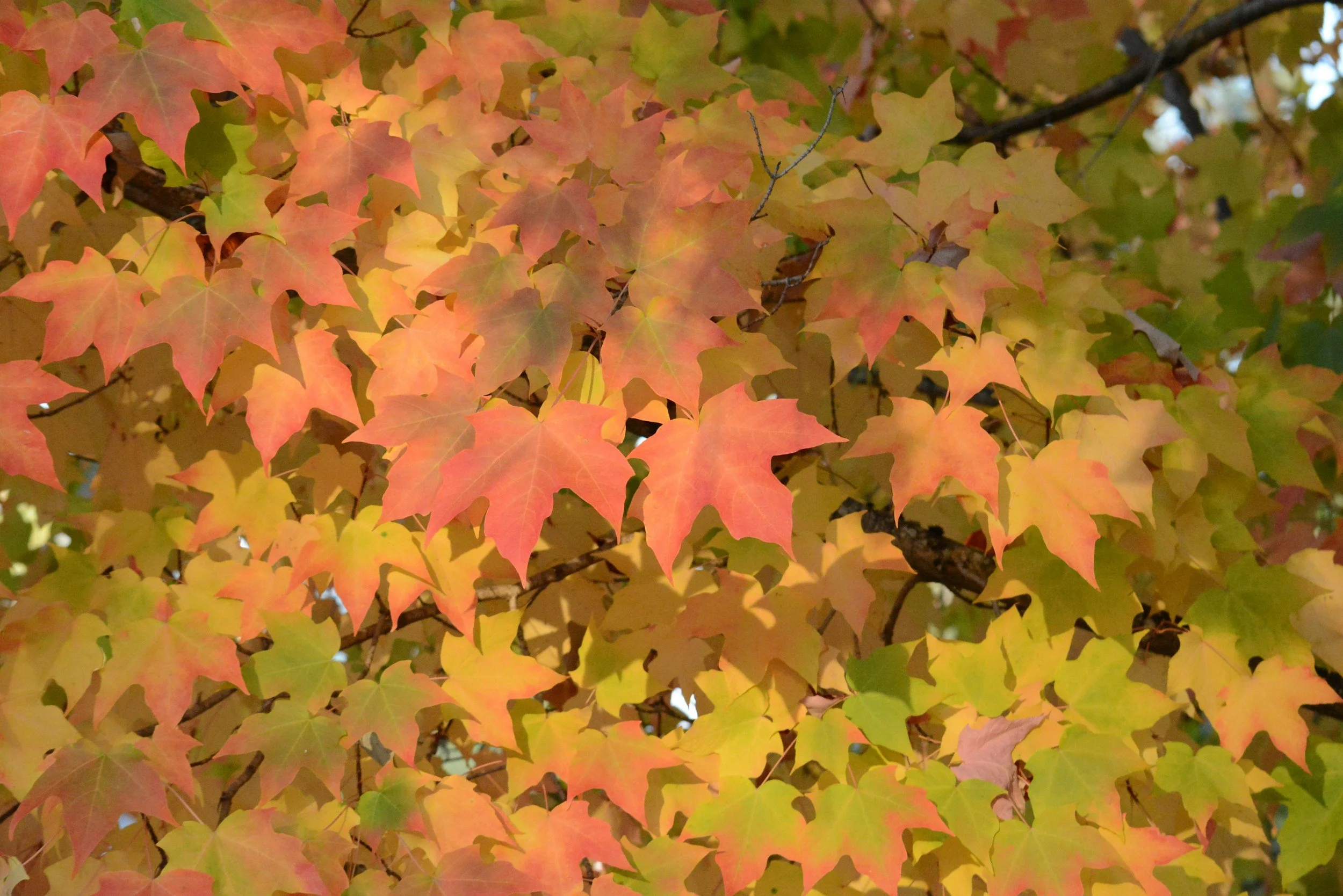 Colorful autumn leaves in shades of red, orange, yellow, and green on a tree branch.