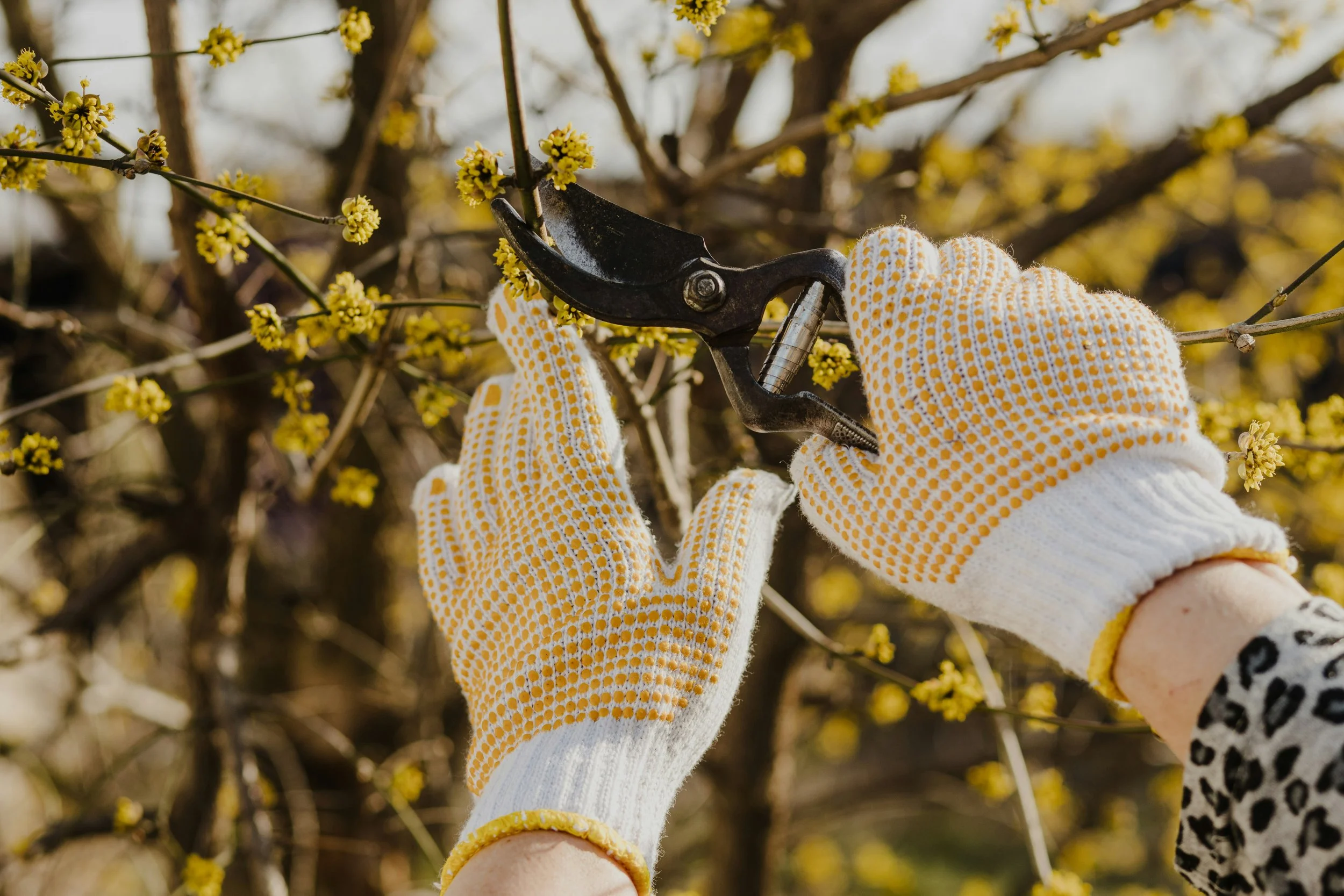 When and How Should Seattle Homeowners Prune Fruit Trees for Maximum Harvest?