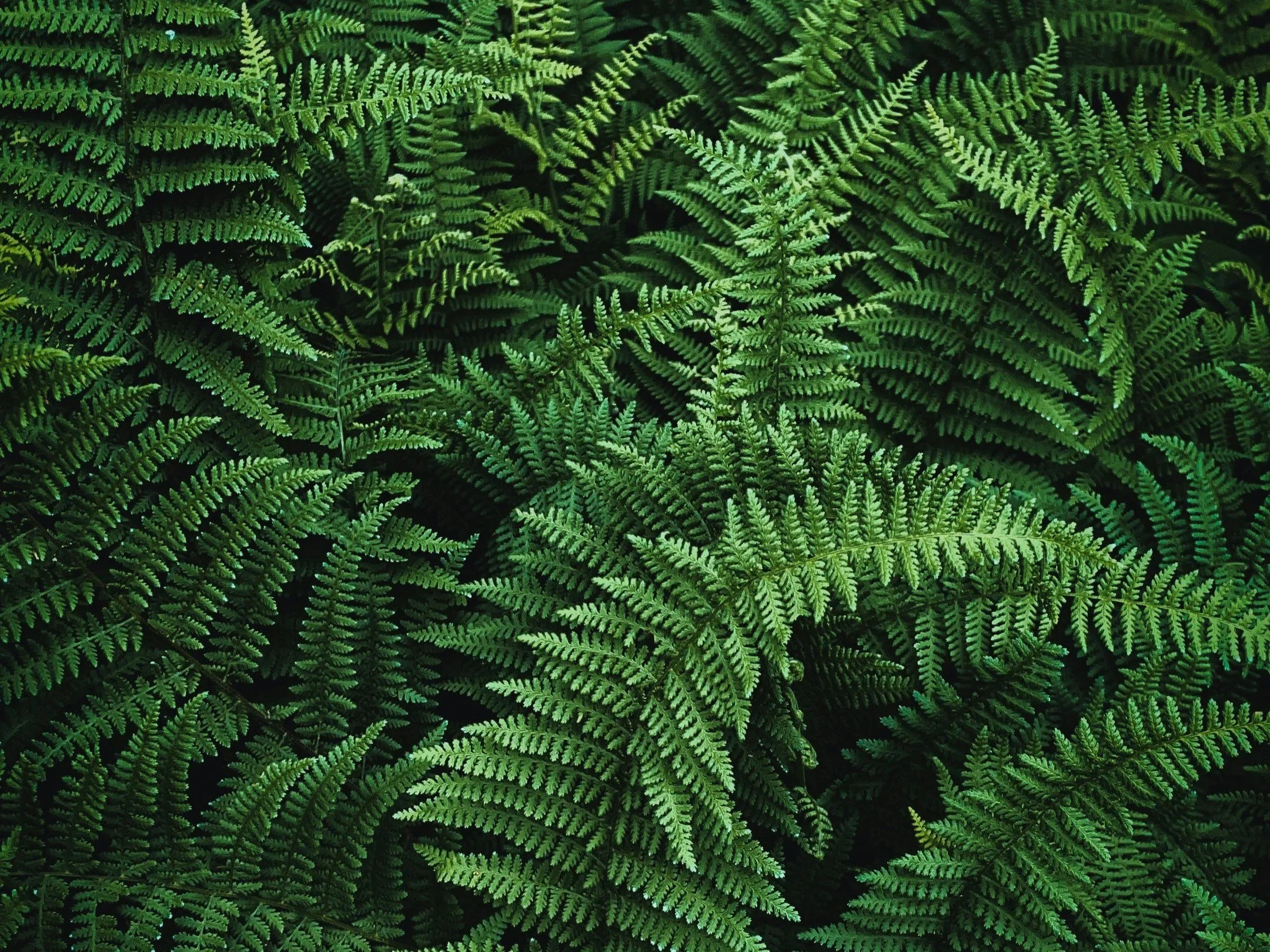 What Ferns Should You Plant in Shady Seattle Yards, and How Are They Maintained?