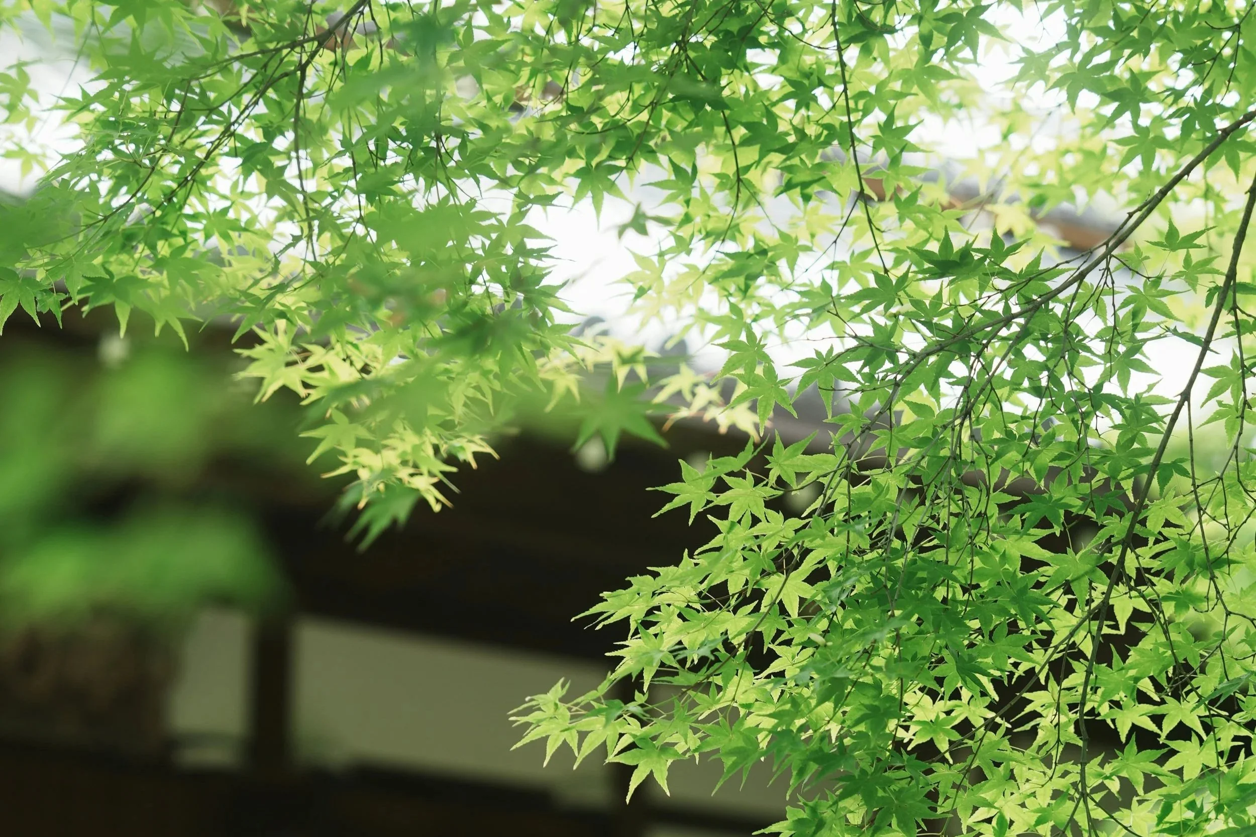 Why Invest in Professional Japanese Maple Pruning for Seattle Landscapes?