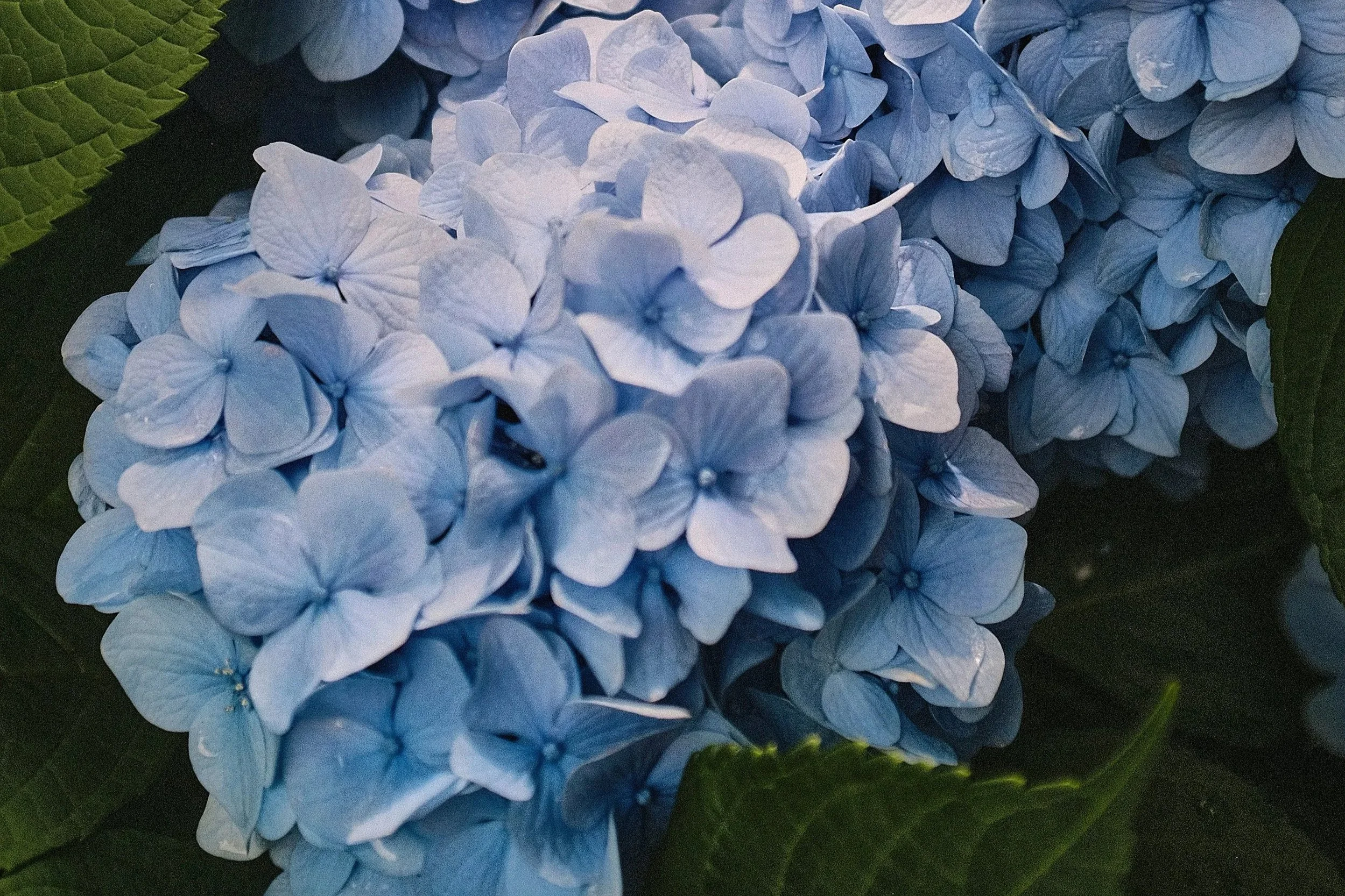 How Can Homeowners Get Big, Healthy Hydrangea Blooms in Seattle’s Climate?