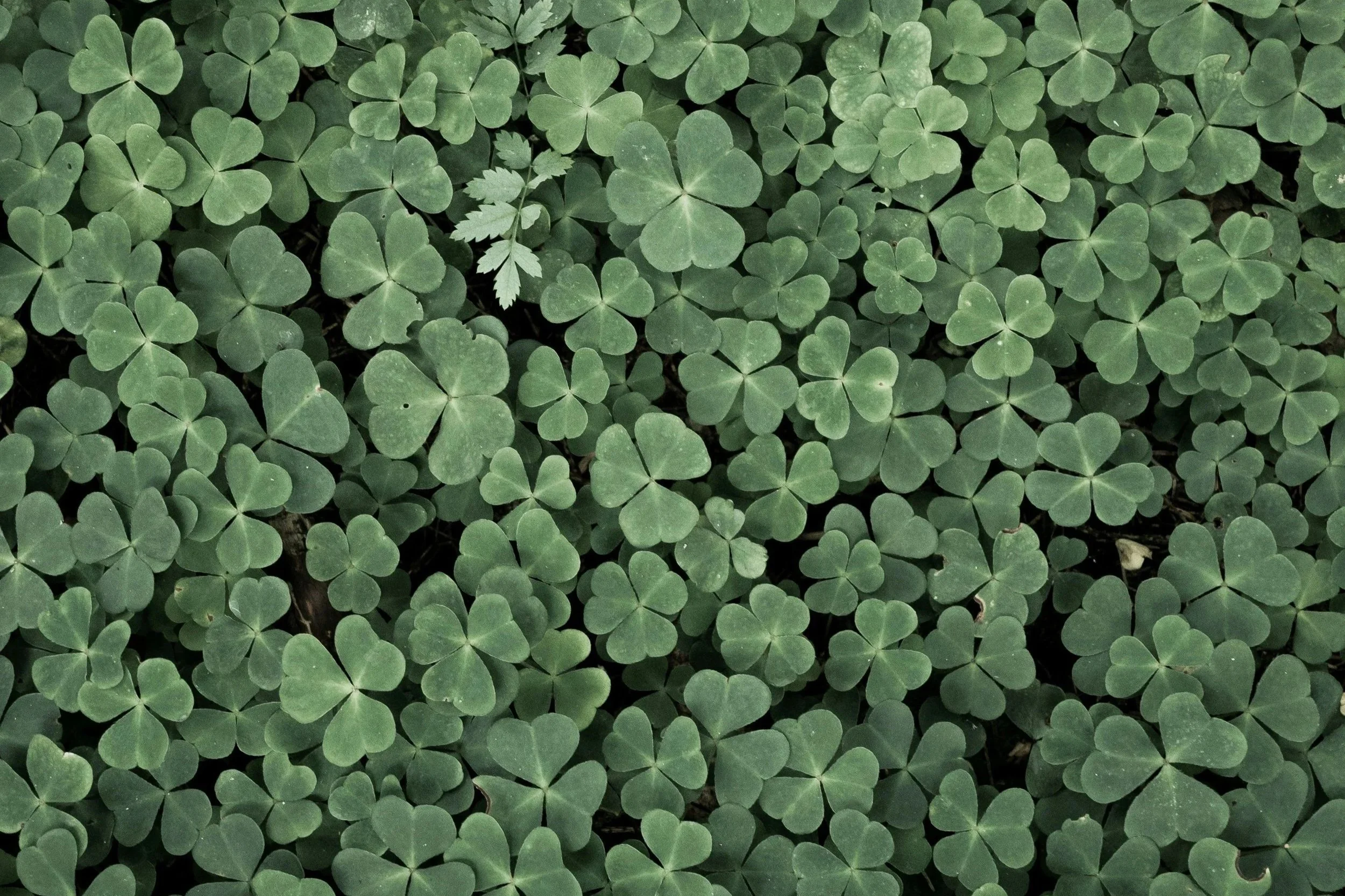 Broadleaf Weed Management—Targeted Treatments