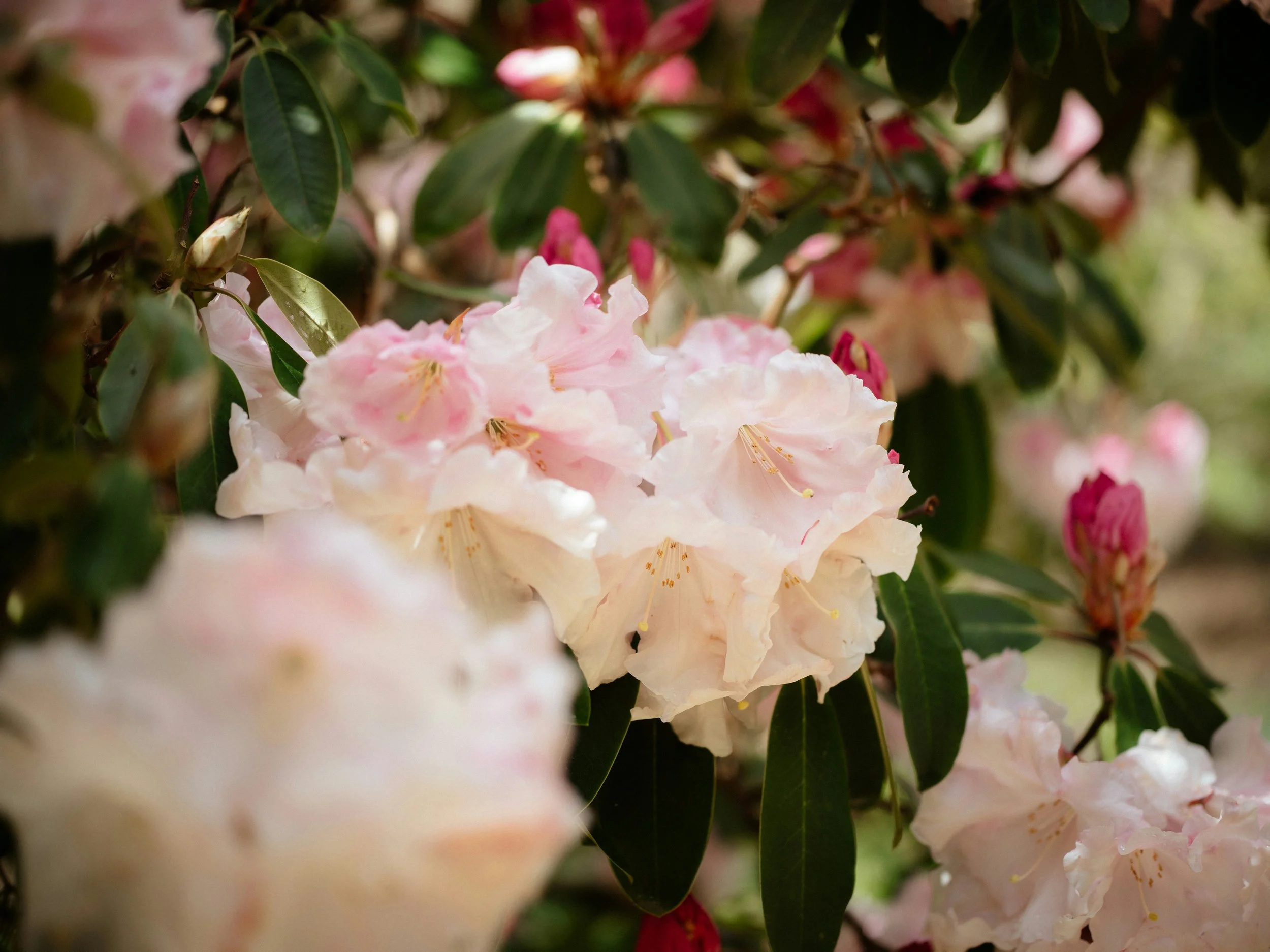 What’s the Secret to Rhododendron Success in Seattle Yards?&nbsp;