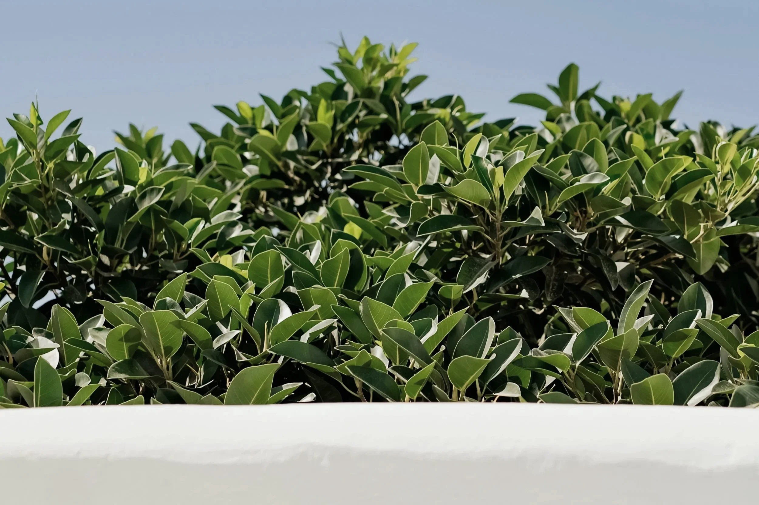 How Should Laurel Hedges Be Pruned for Privacy and Health in Seattle?&nbsp;