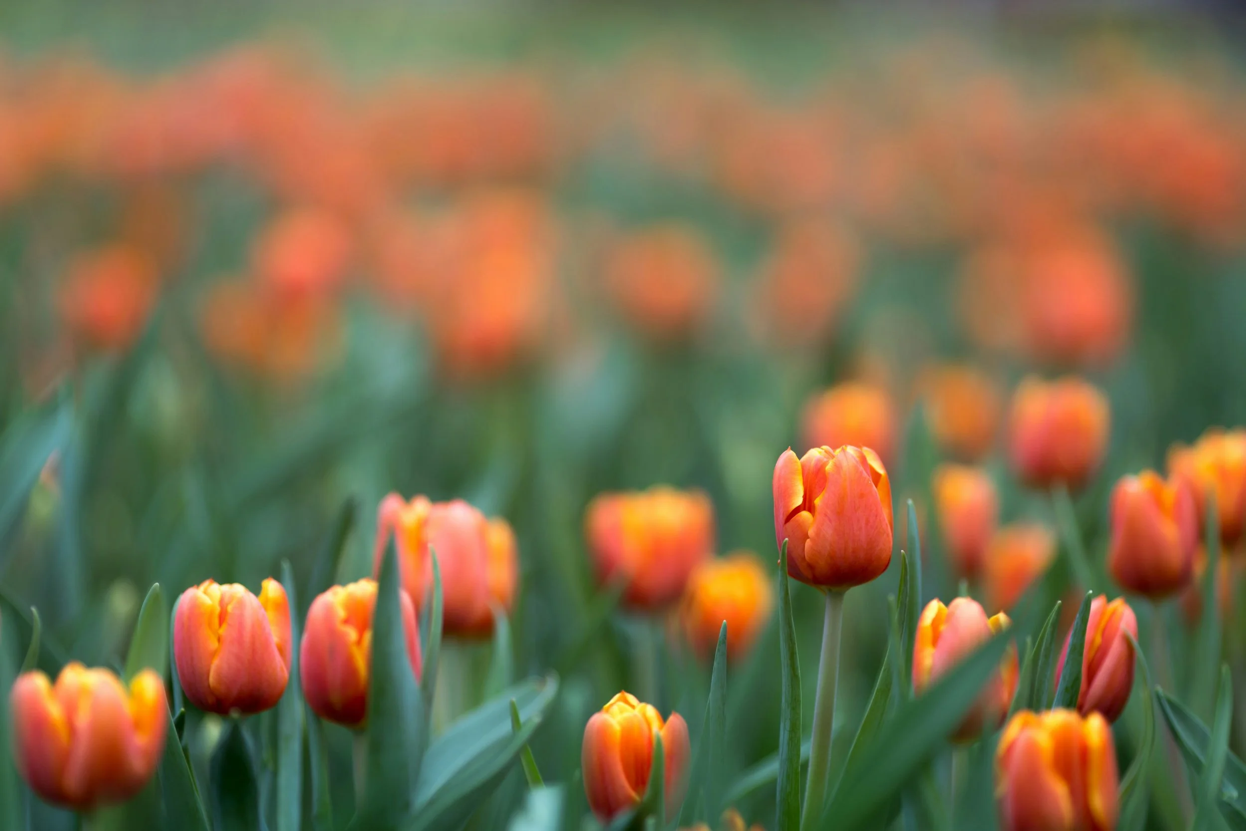 How and When Should You Plant Spring Bulbs in Seattle for Spectacular Blooms?