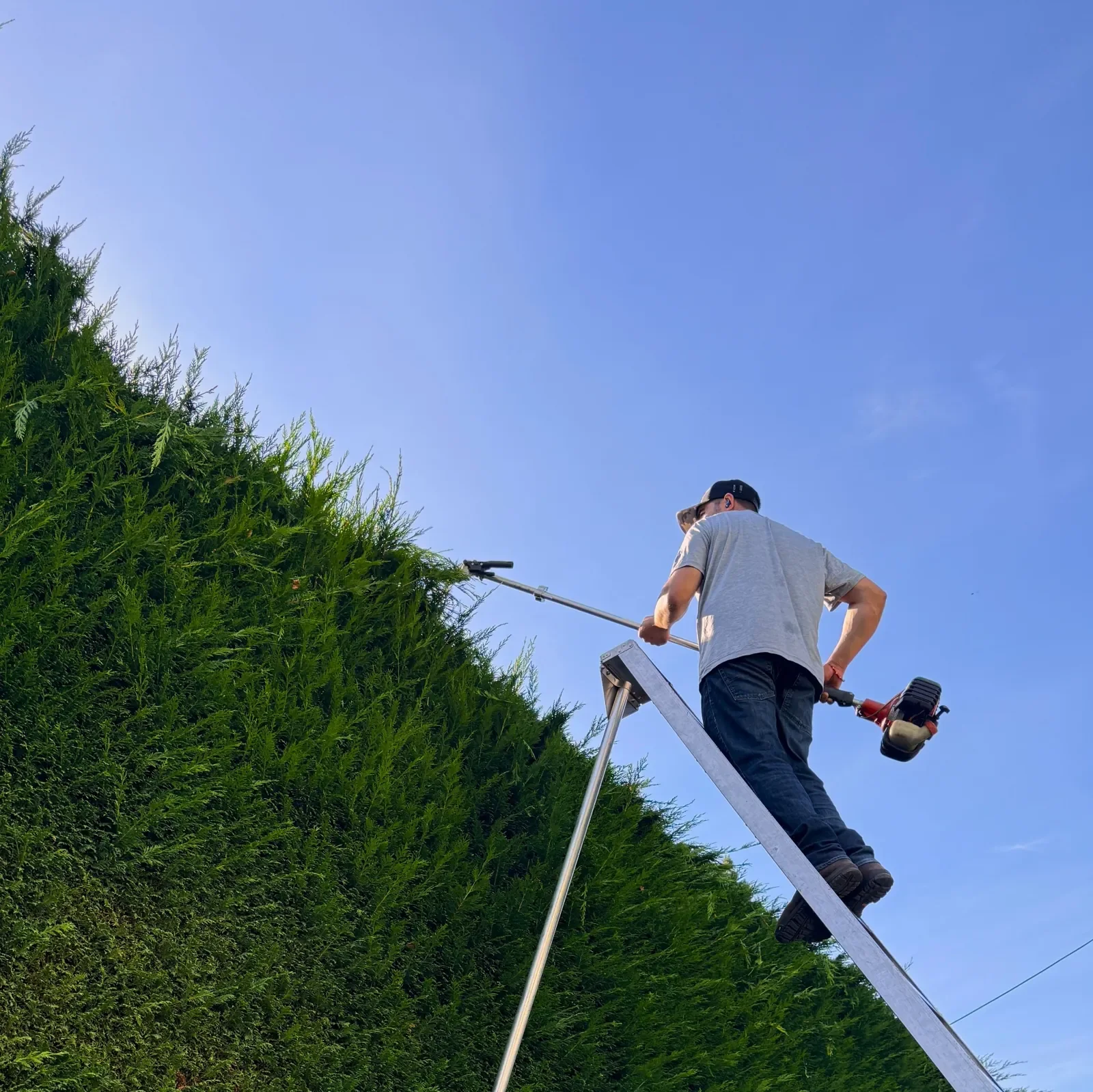 A man trimming a tall hedge with a powered hedge trimmer while standing on a ladder outdoors against a blue sky.