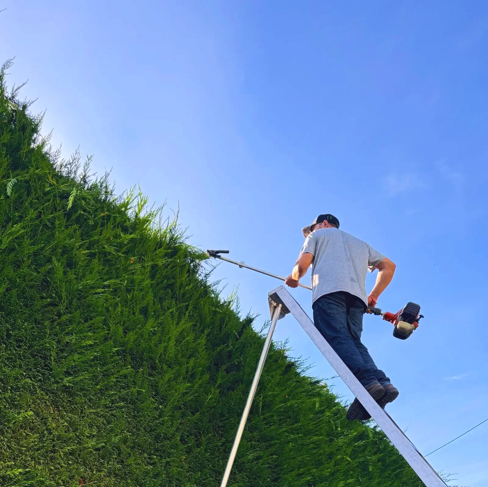 A man trimming a tall hedge with a powered hedge trimmer while standing on a ladder outdoors against a blue sky.