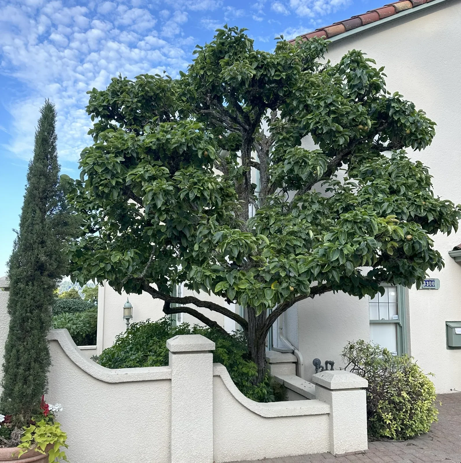 A lush green tree with dense foliage next to a white house with a textured exterior wall, small windows, and a curved white fence in front, under a partly cloudy blue sky.