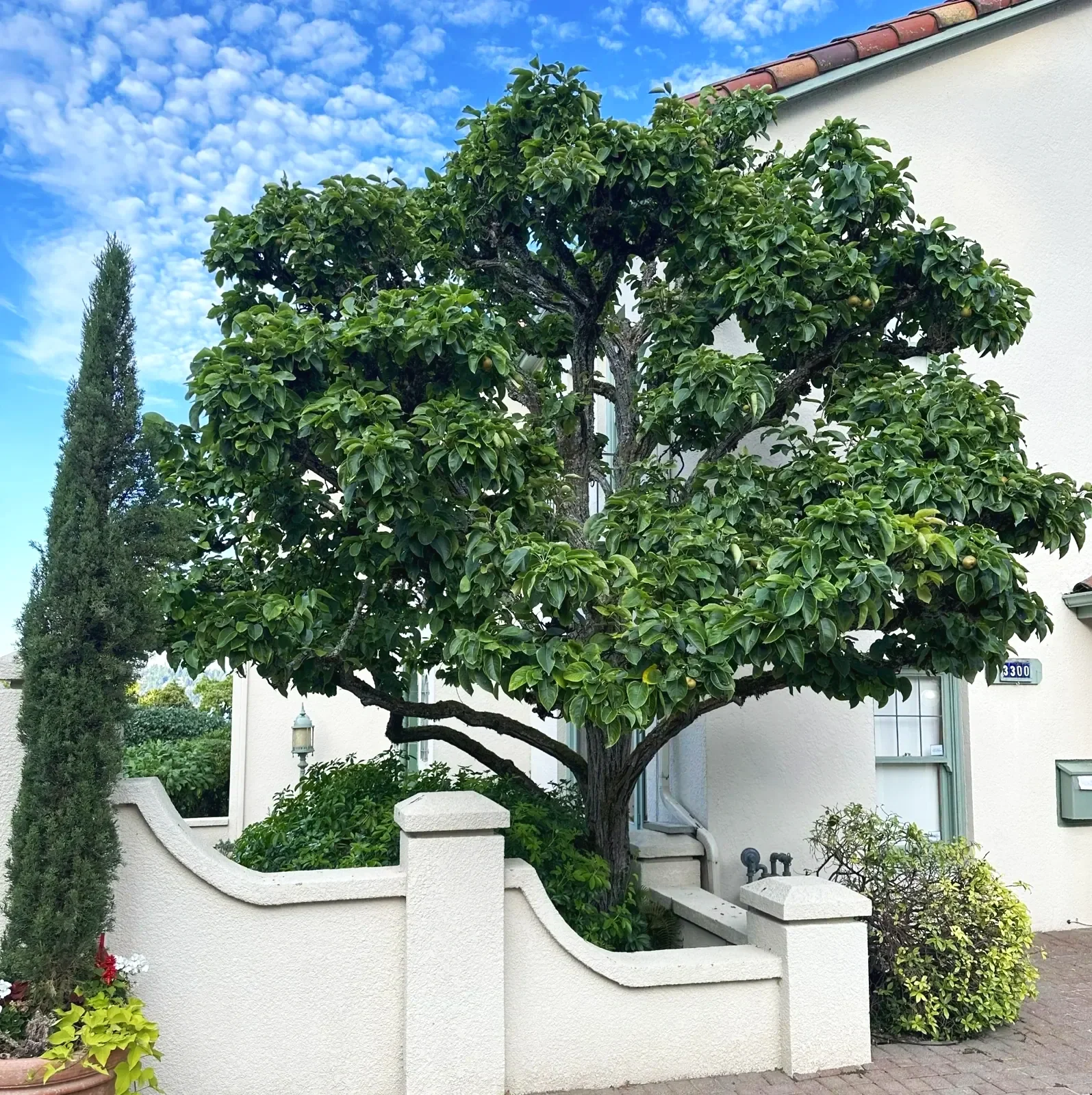 A lush green tree with dense foliage next to a white house with a textured exterior wall, small windows, and a curved white fence in front, under a partly cloudy blue sky.