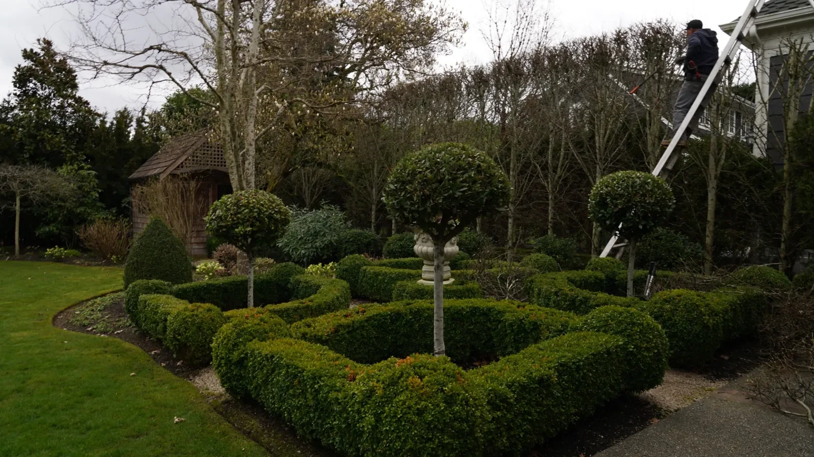A person is trimming bushes in a landscaped garden using a ladder. The garden features neatly trimmed hedges, small trees, and a decorative urn in the center. In the background, there are bare trees and a wooden shed.