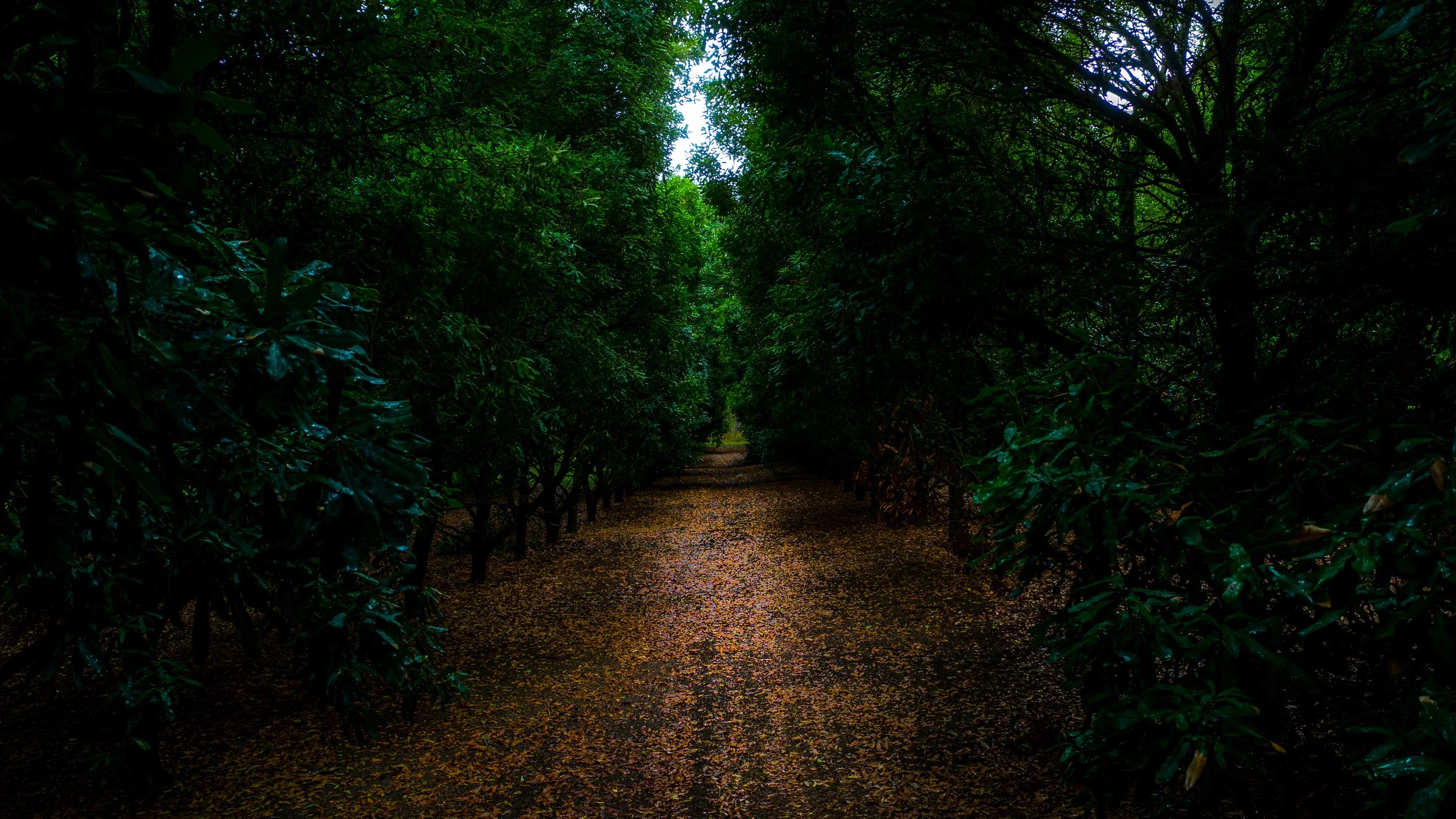 DJI_0275-4.jpg