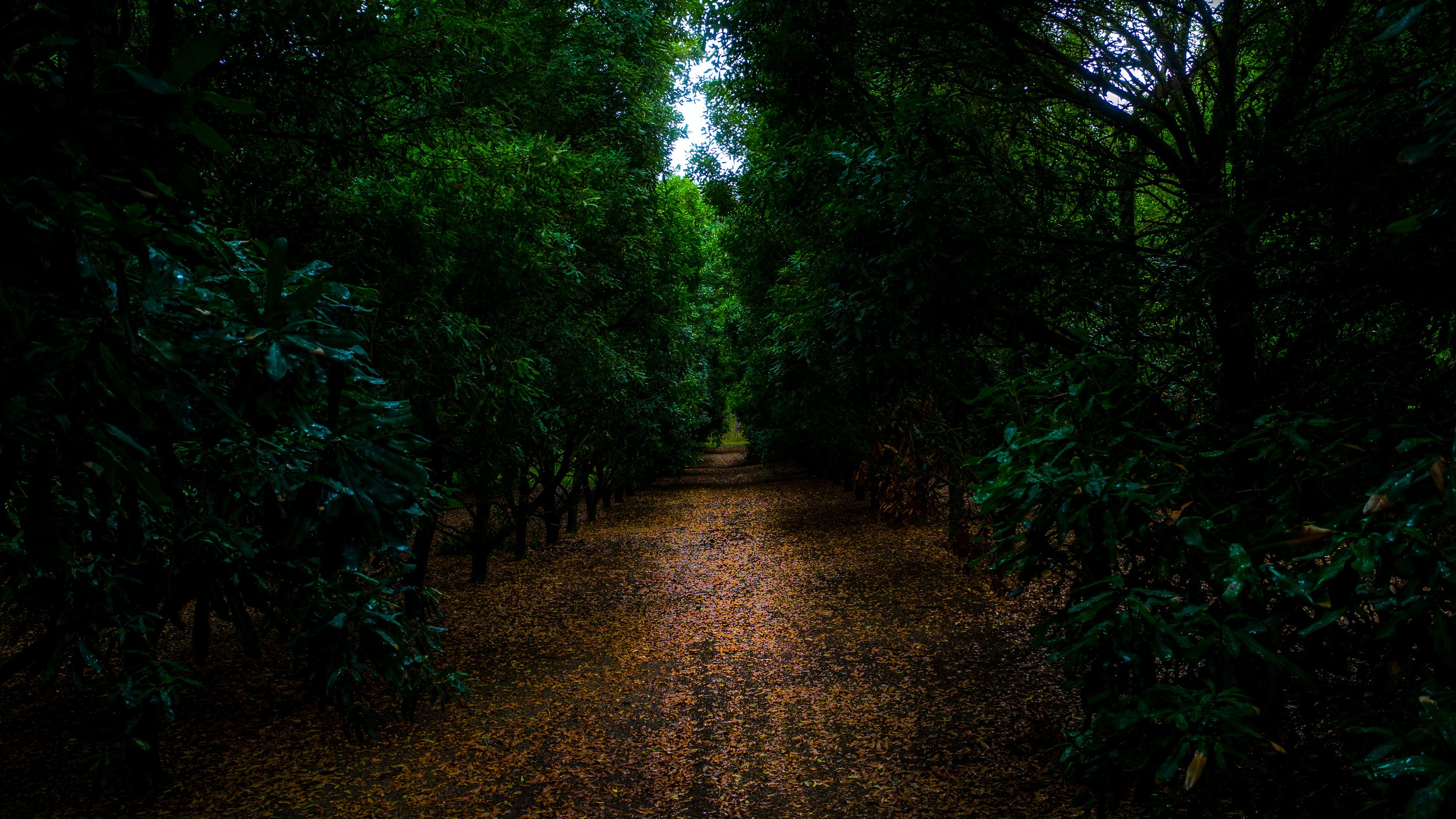 Emerald Corridor.jpg
