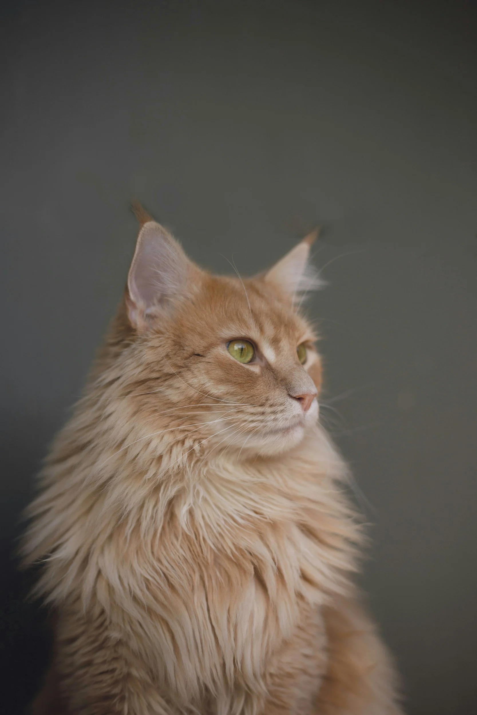 Close-up of a ginger Maine Coon cat with green eyes and a long, fluffy coat, looking to the side against a dark background.