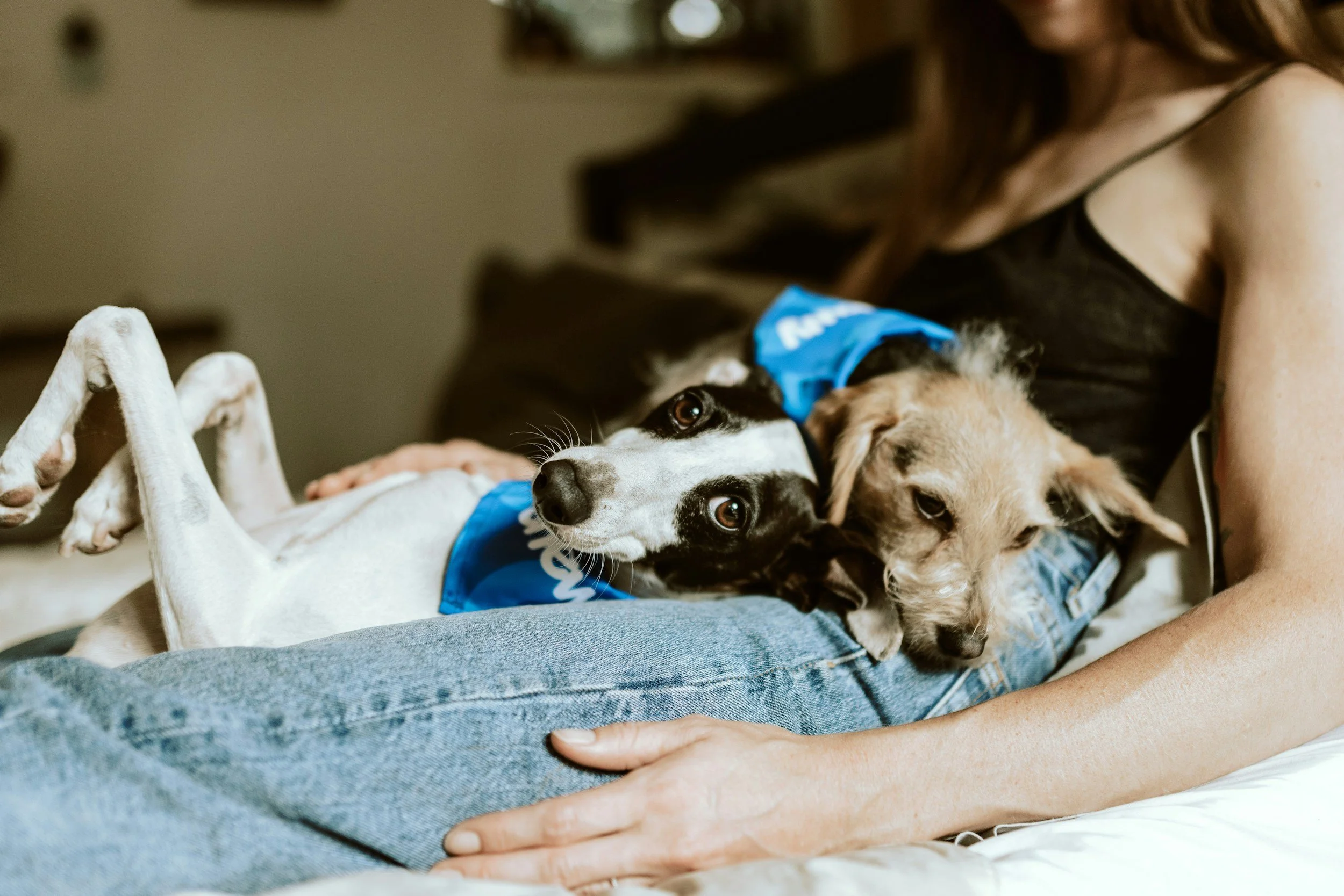 A person laying on a bed with two dogs lying on their back on the person's lap. The person is wearing a black sleeveless top and blue jeans. One dog has black and white fur with a blue bandana. The other dog has tan-colored fur and is also wearing a blue bandana.
