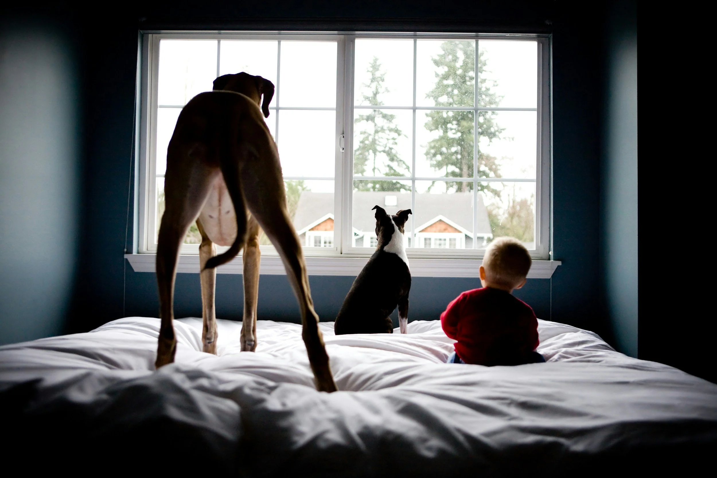 A young child sitting on a bed with two dogs looking out a large window, with trees and houses outside.