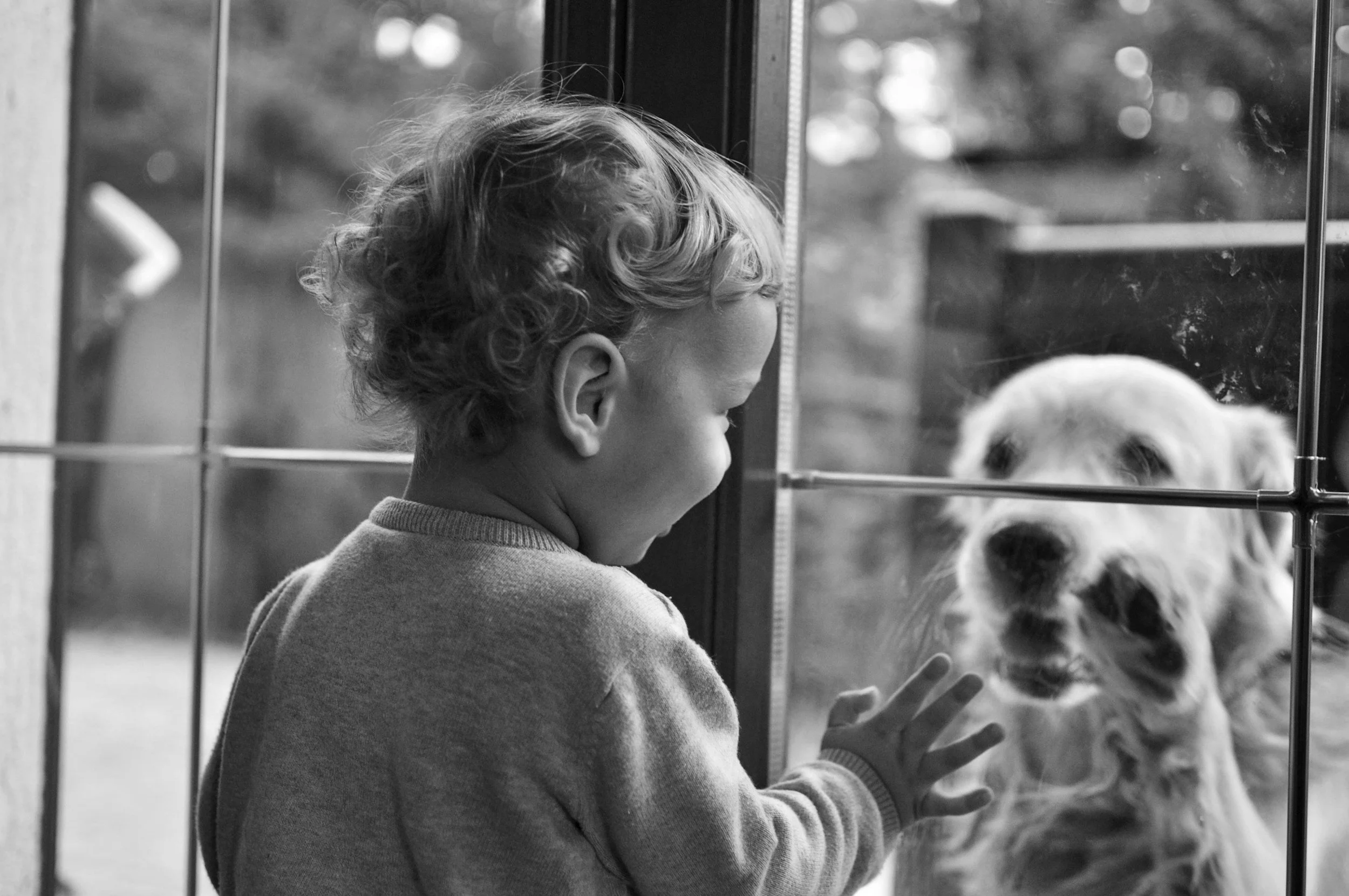 A young child with curly hair looking through a glass door at a dog on the other side, gently touching the glass.