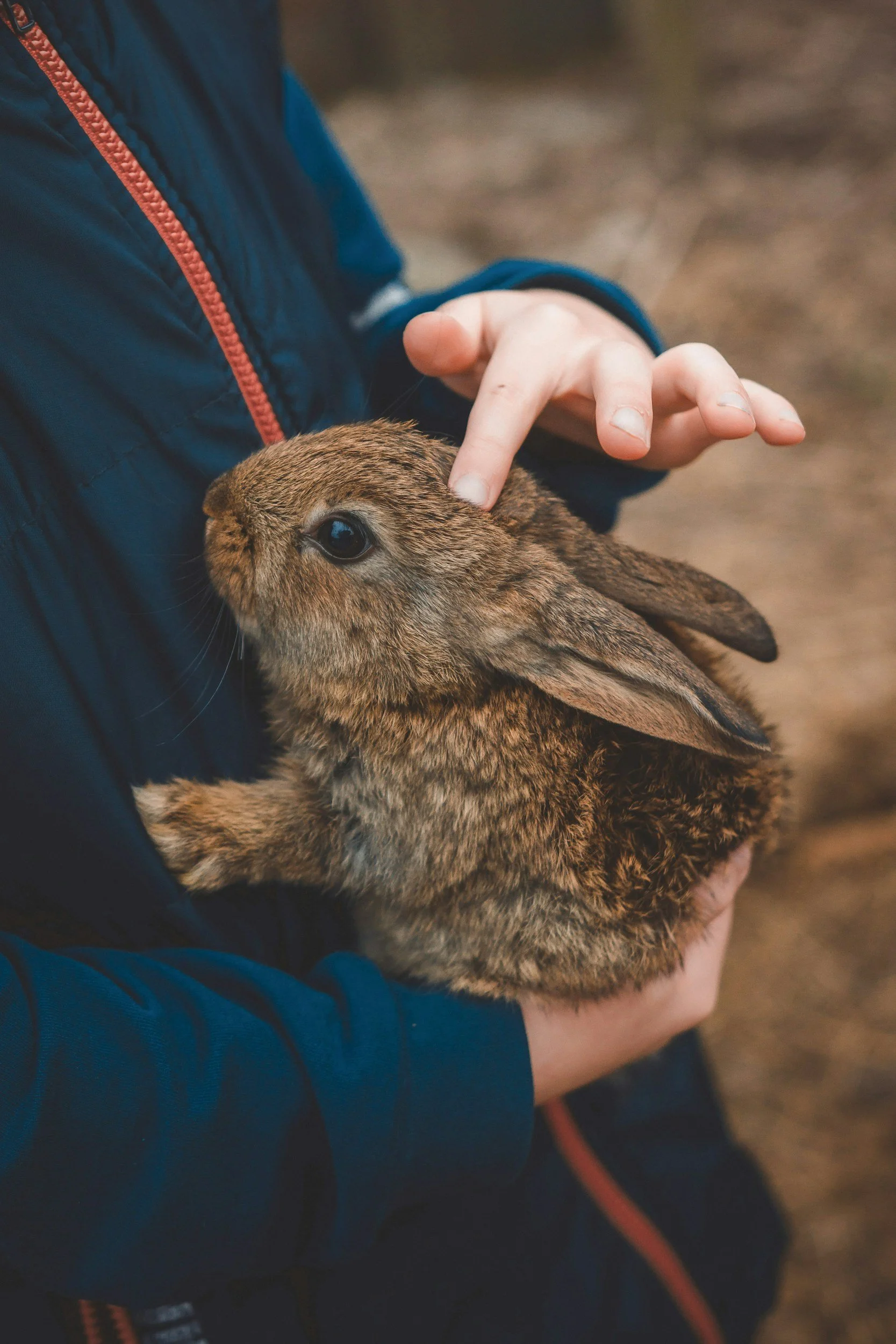 A person holding a brown rabbit outdoors, with one finger gently touching the rabbit's head.