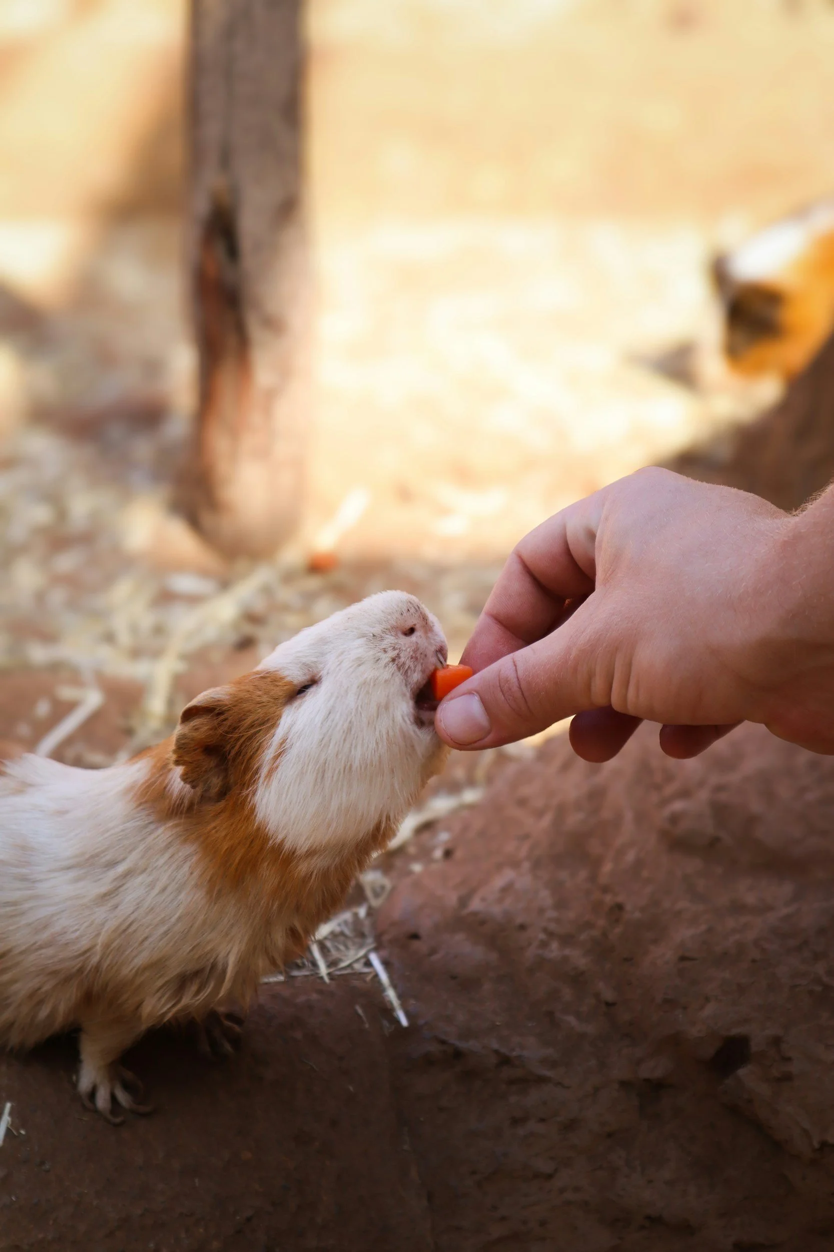 Person feeding a guinea pig a carrot stick.