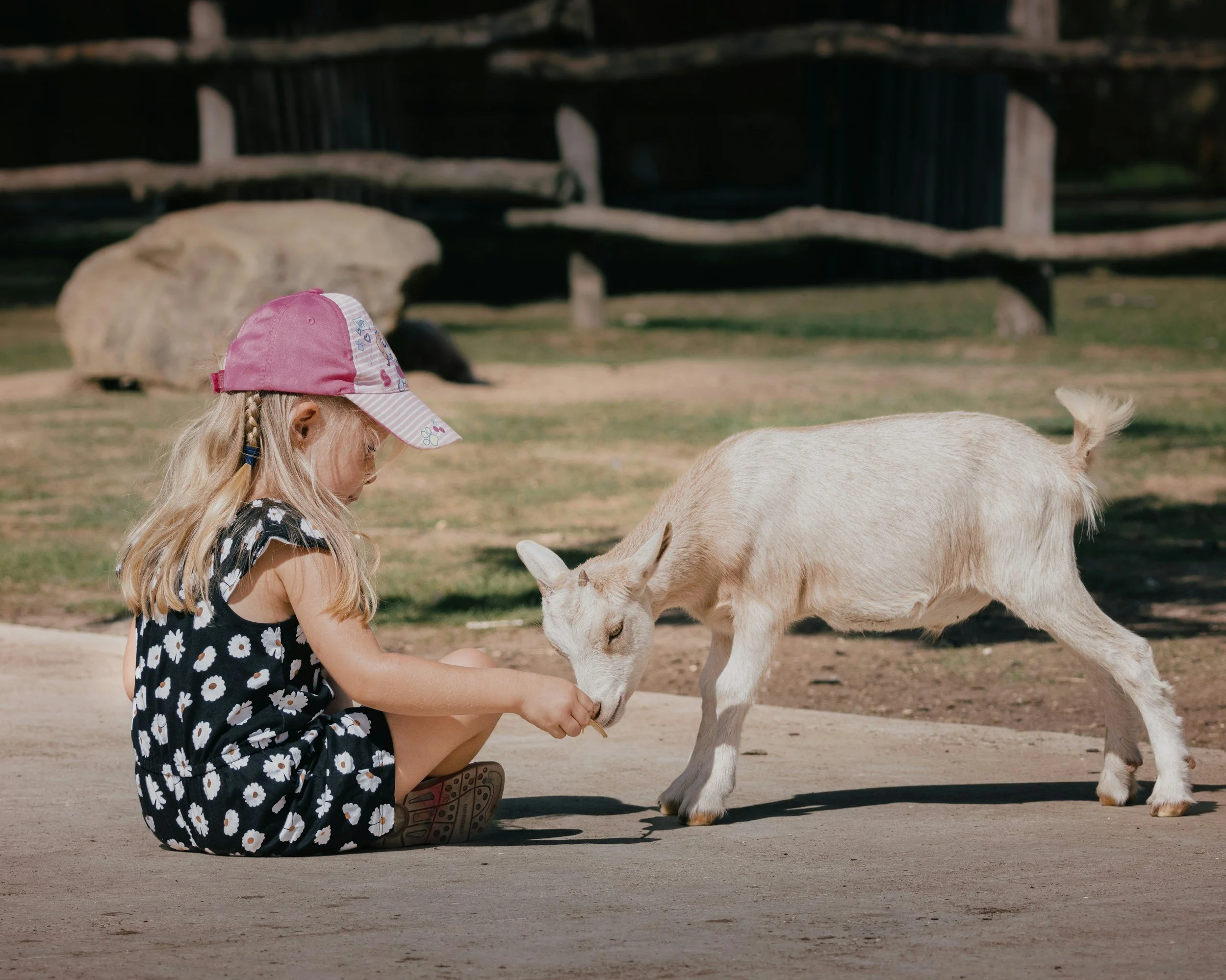 A young girl with blonde hair, wearing a pink cap, black dress with white daisies, and boots, sitting on the ground feeding a small white goat.