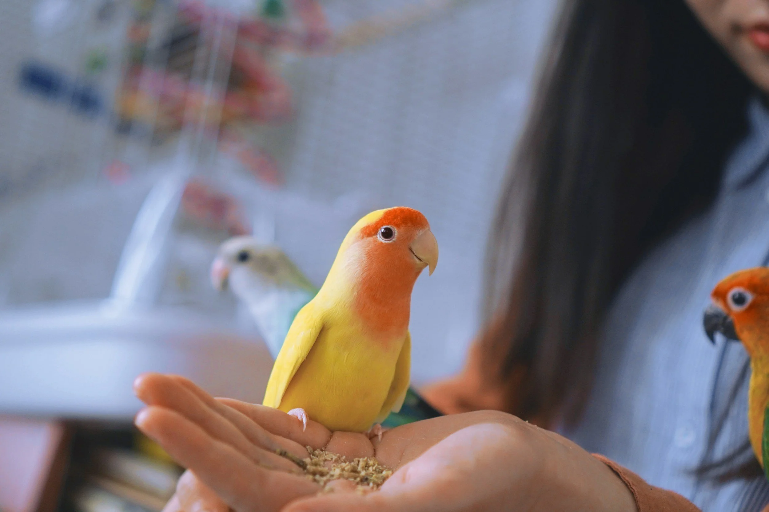 A yellow and orange lovebird perched on a person's hand with other lovebirds and a cage in the background.