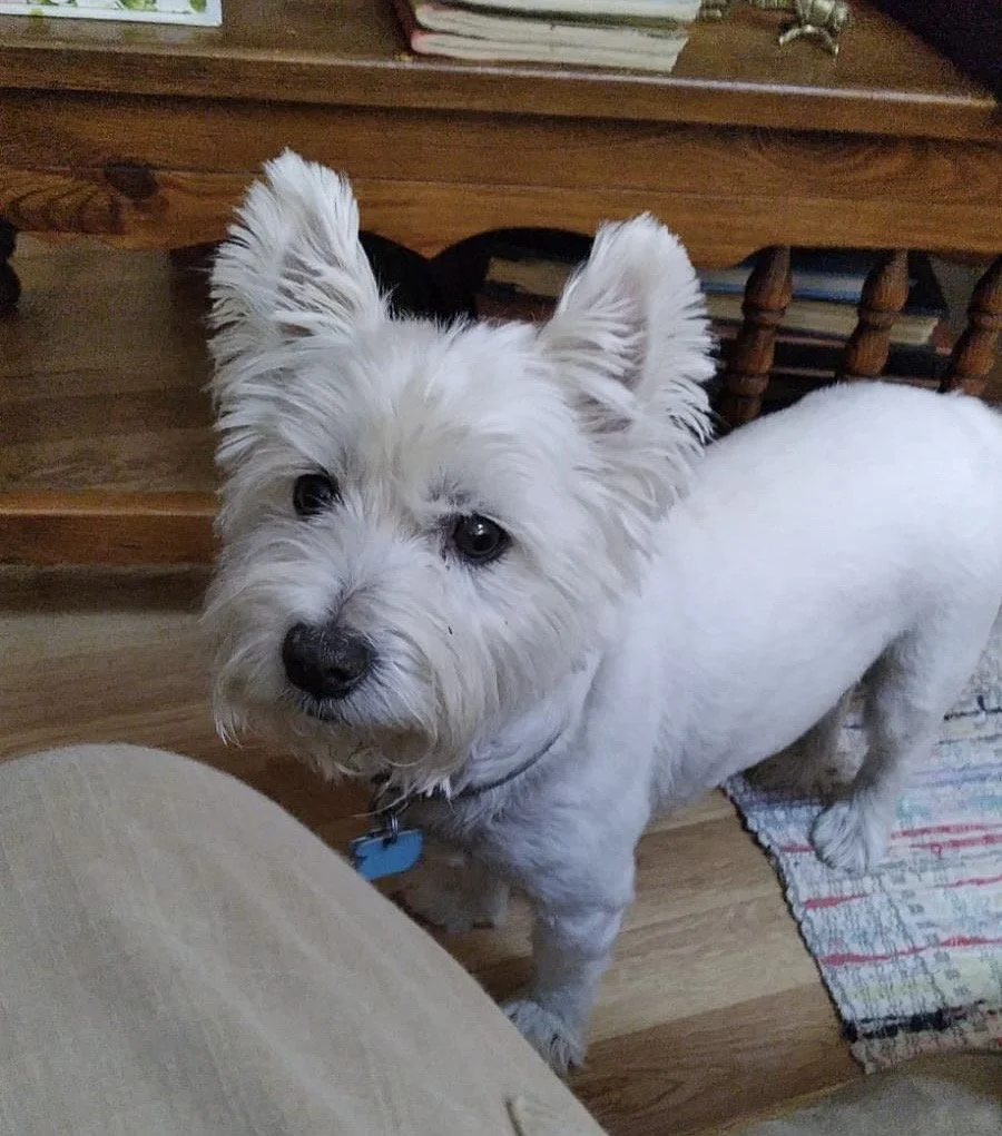 A small white dog with perked ears and dark eyes standing indoors on a wooden floor, looking up toward the camera.