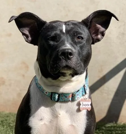 Close-up of a black and white dog with large ears, wearing a colorful collar with a name tag, standing outdoors in sunlight.