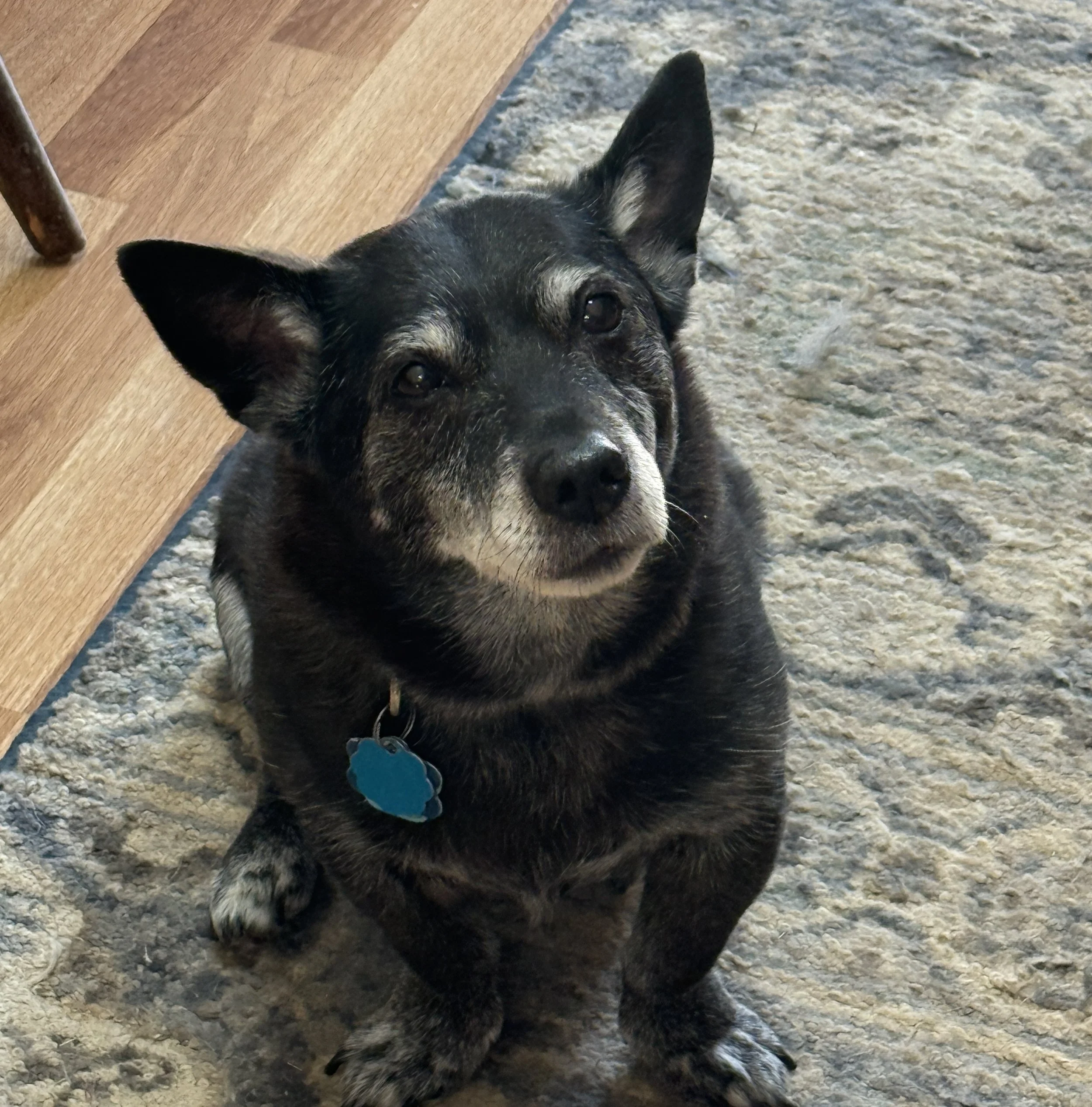 A small black and gray mixed breed dog with a blue collar and a blue tag, sitting on a textured rug indoors looking up at the camera.