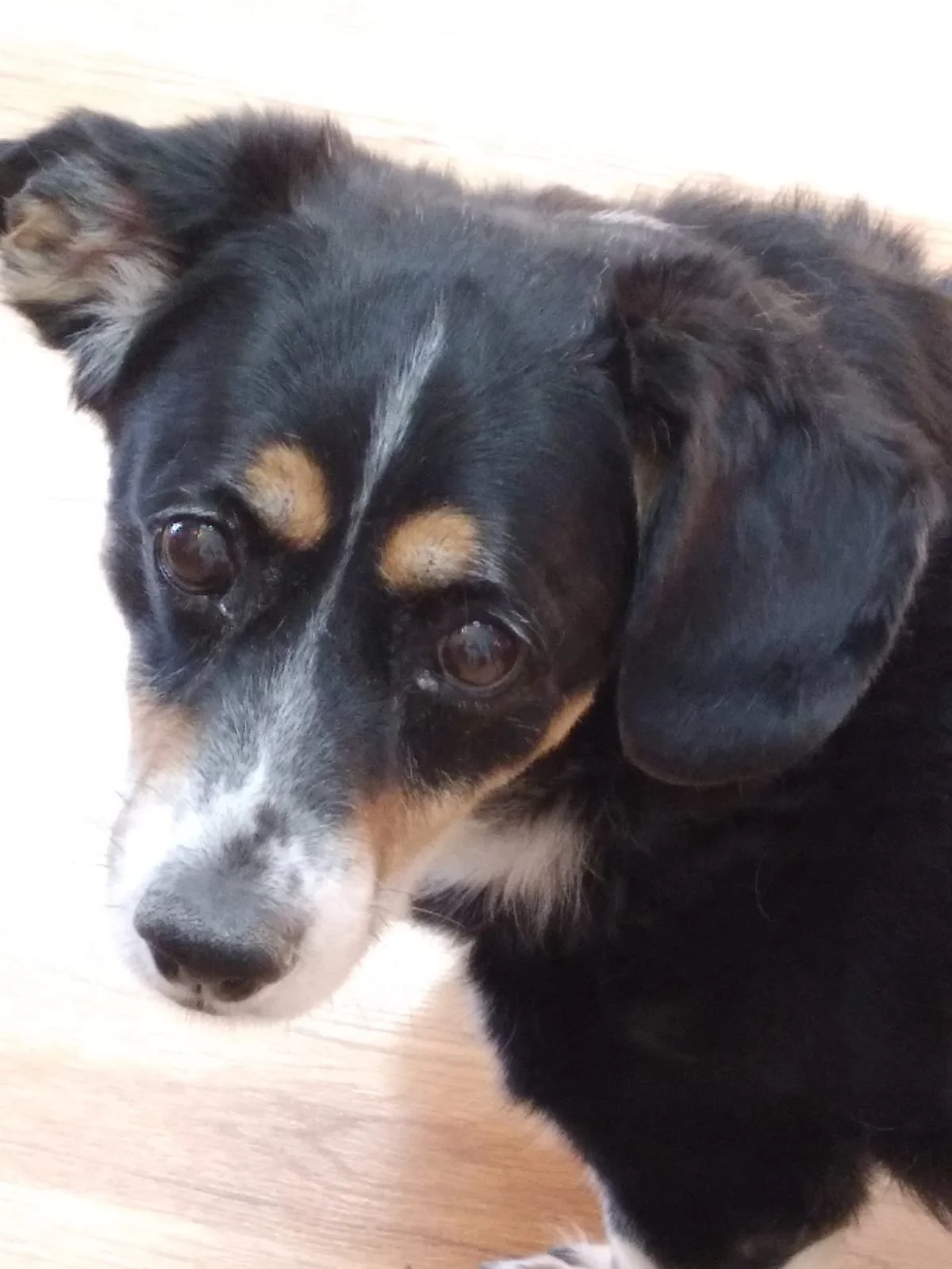 Close-up of a mixed-breed dog with black, white, and tan fur, lying on a wooden floor, looking at the camera.