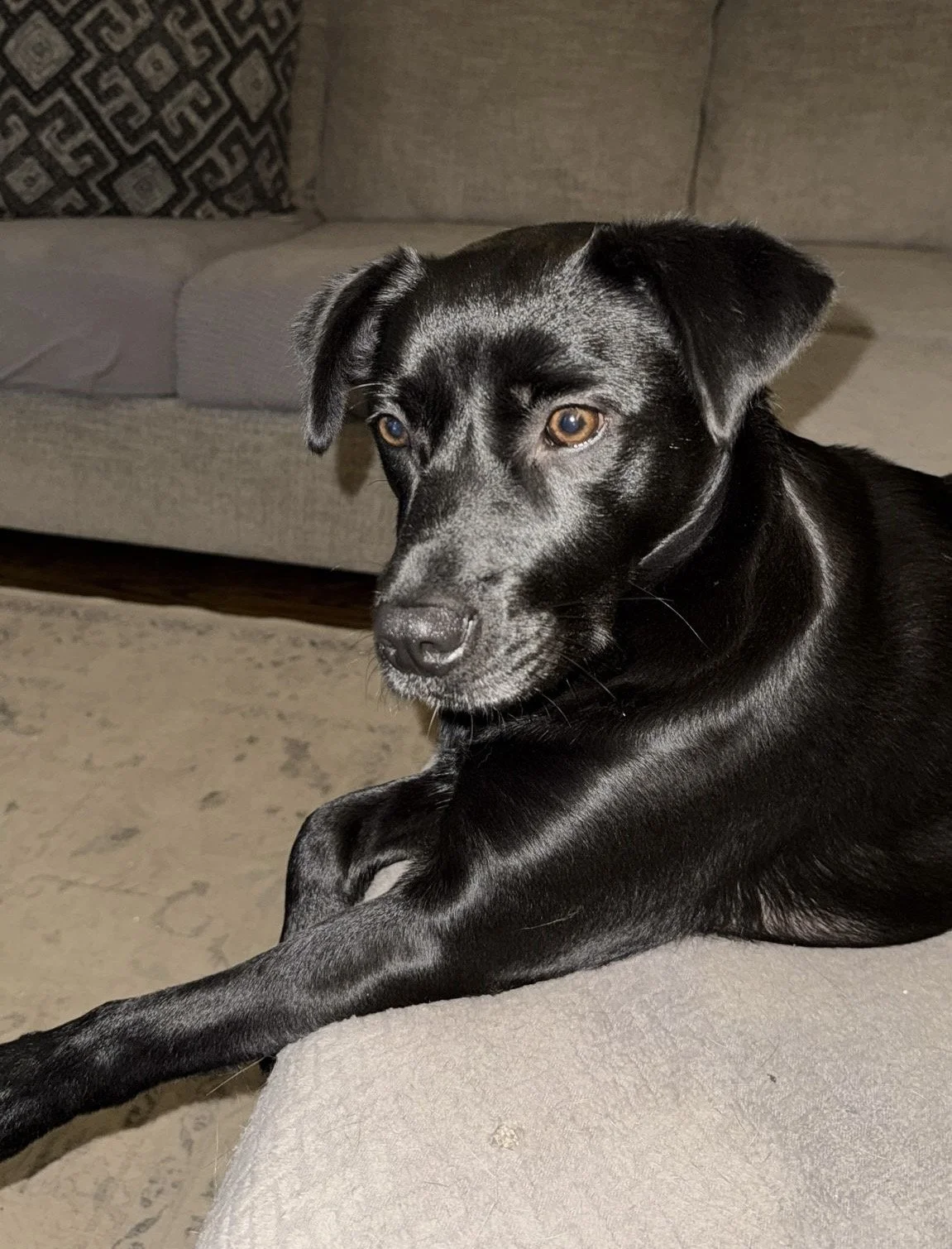 A black dog with brown eyes lying on a beige couch in a living room.