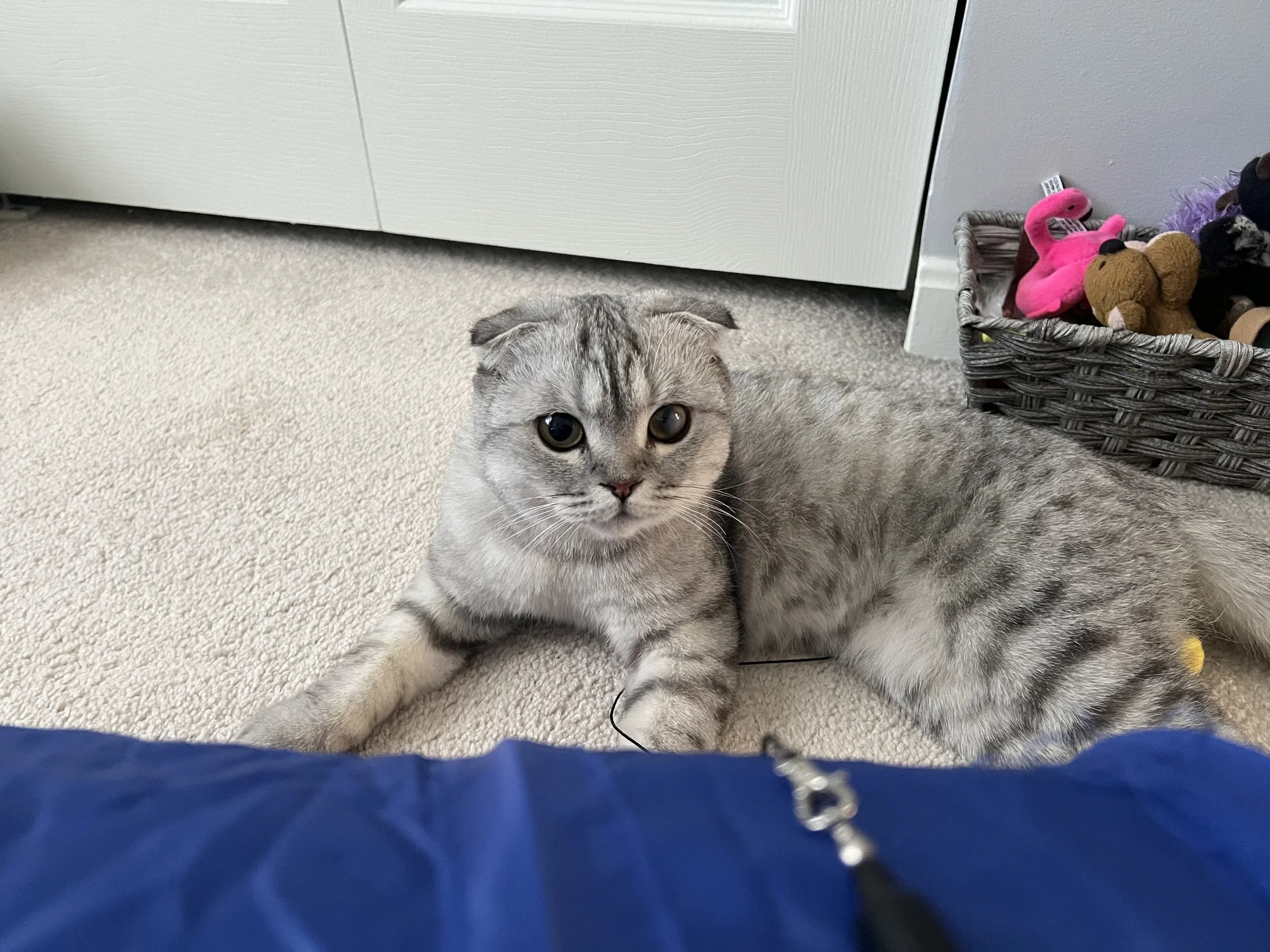 A gray tabby cat lying on a beige carpet, looking at the camera, with a blue object partially in the foreground and a basket of stuffed animal toys in the background.