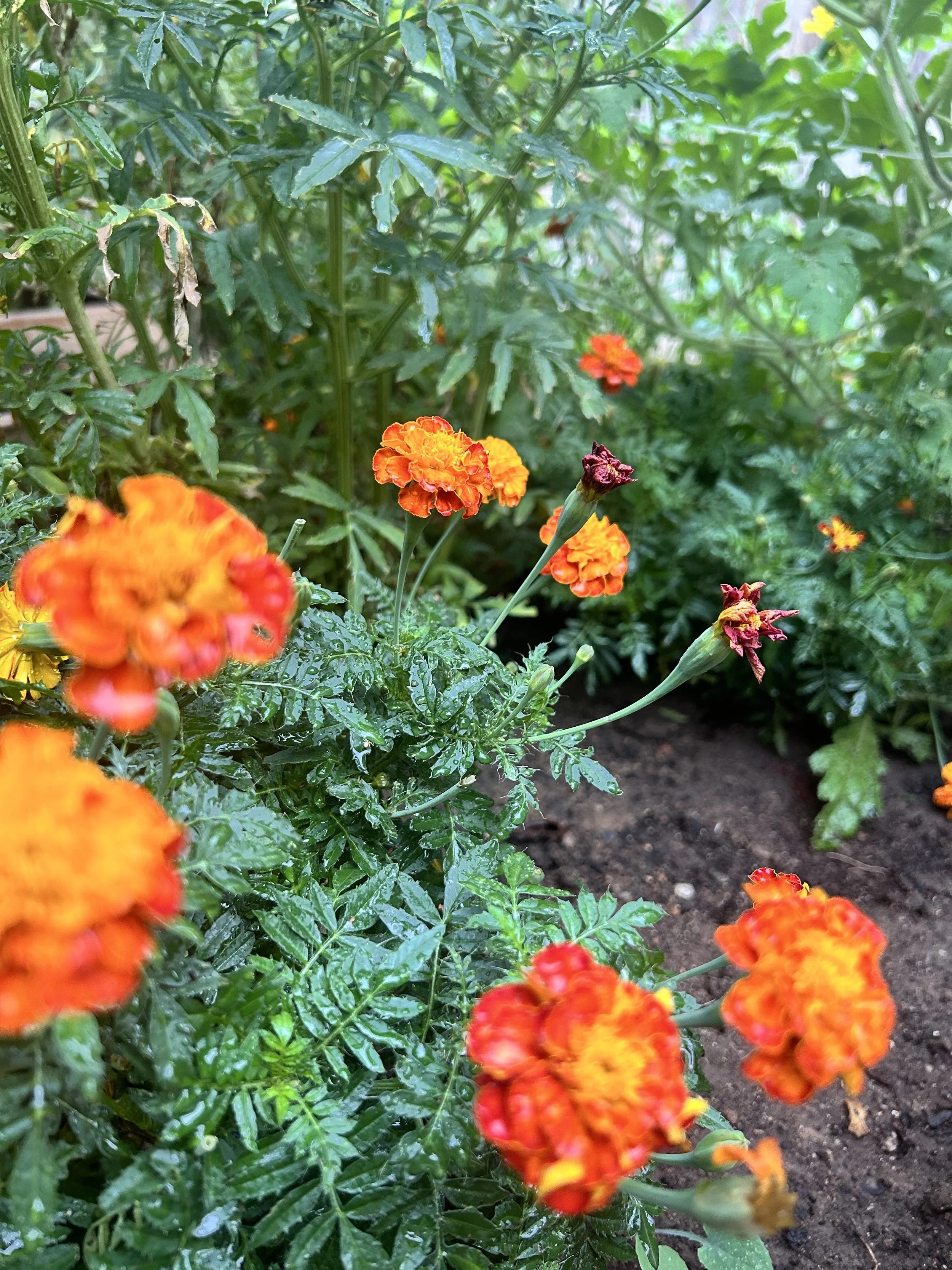 Secret Garden Membership